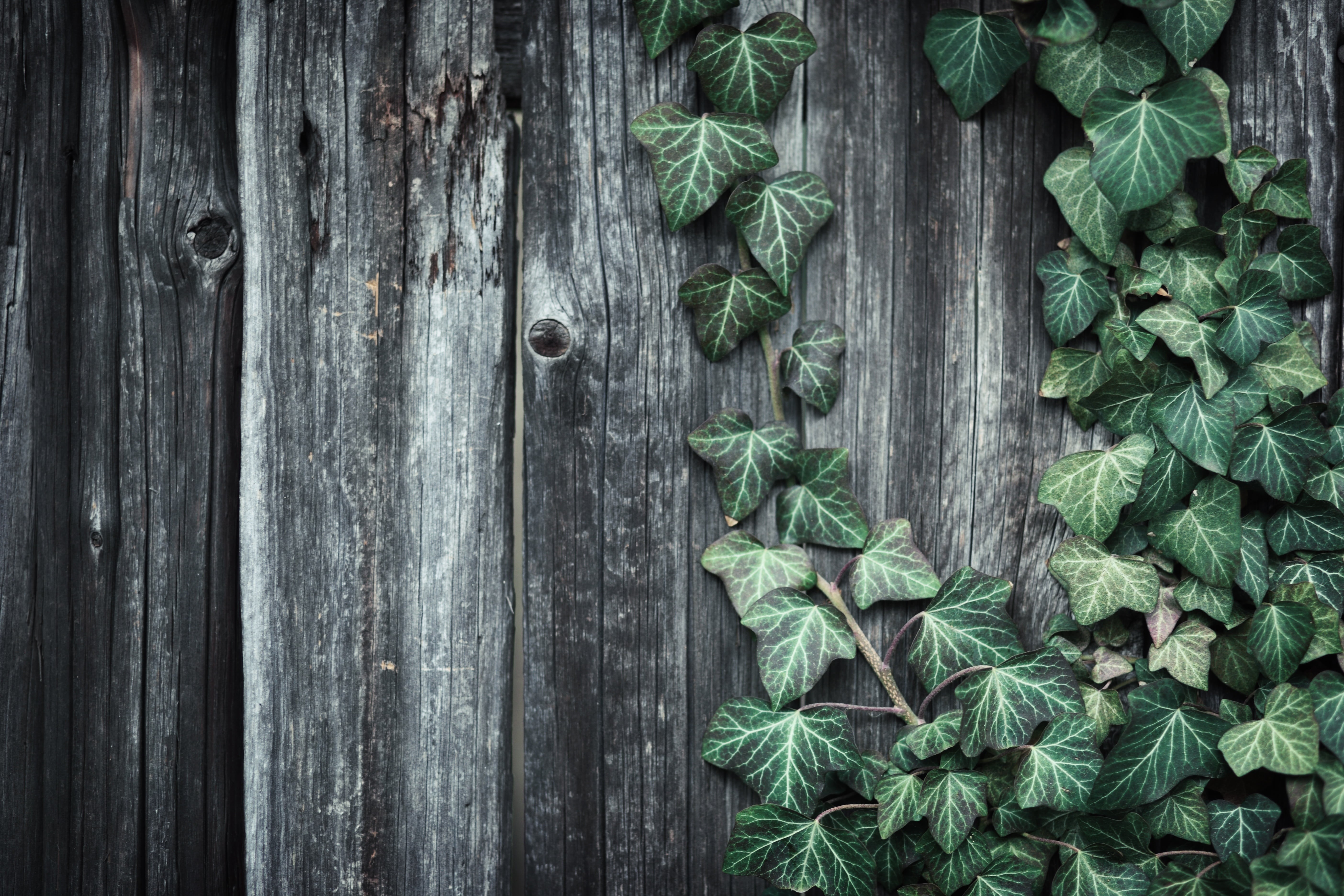 leaves, high angle view, grow up, herb, surface, day, ivy, no people, food and drink, background, still life, leaf, leaned, food, flower, wellbeing, healthy eating, HD Wallpaper