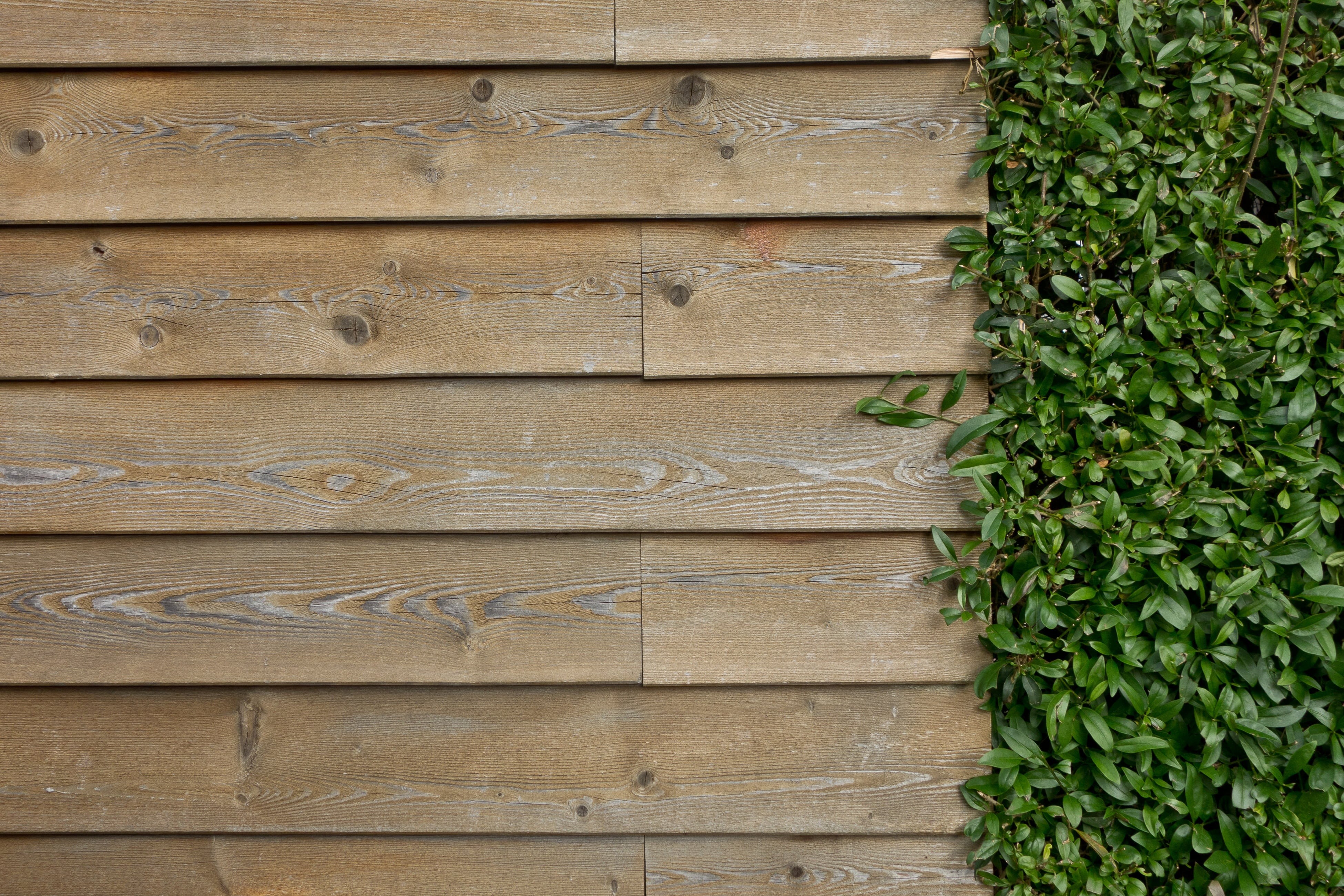 green Color, wooden, wall boards, maple, wood, wood fence, brown, high, photo, house jewelry, wall, close-up, fouling, green, boards, background, quaint, HD Wallpaper