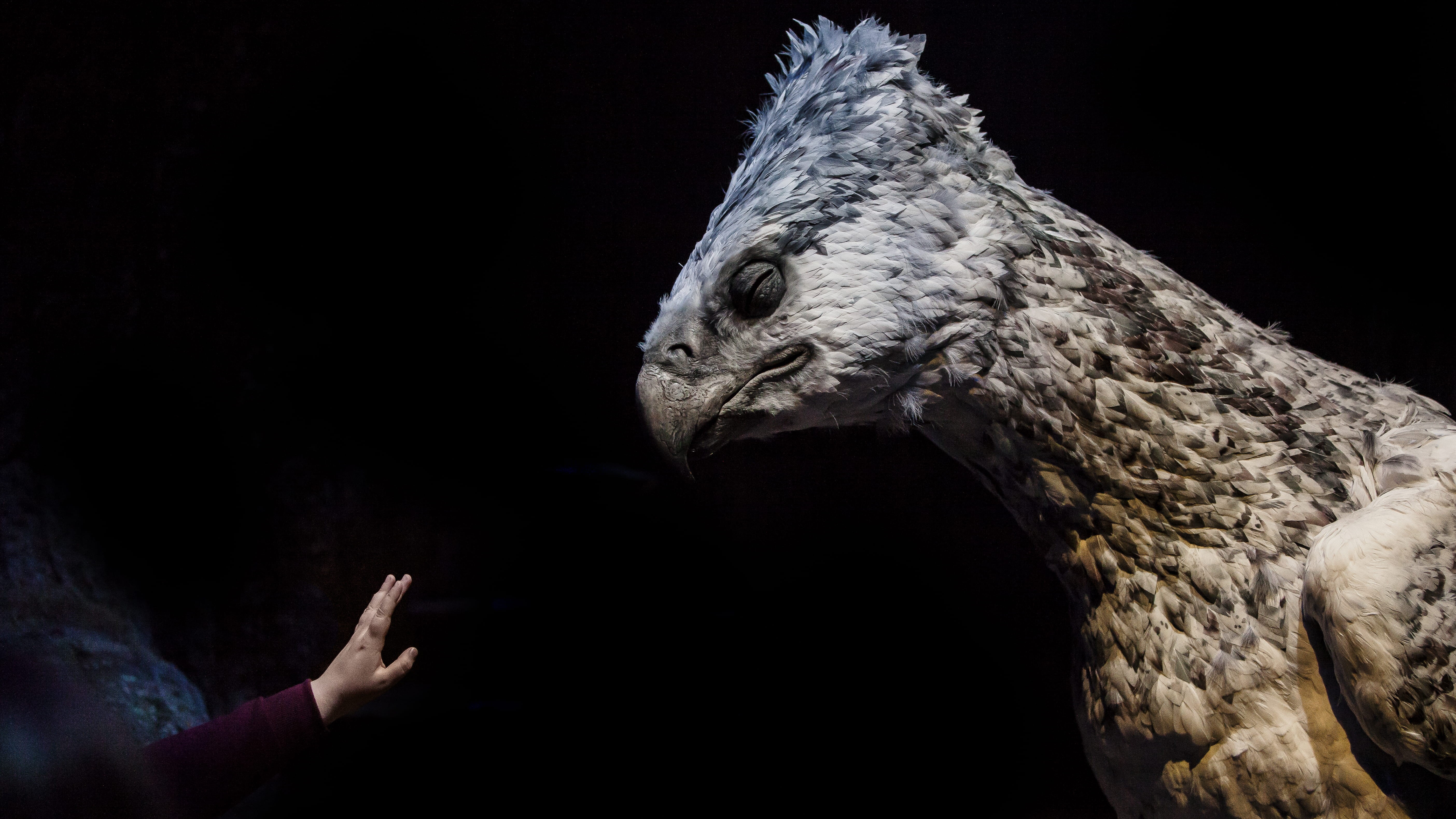 dark, animal wildlife, hp, bird, black, indoors, buckbeak, human body part, harry potter, studio shot, hand, arm, hogwart, eagle, myth, animals in the wild, HD Wallpaper