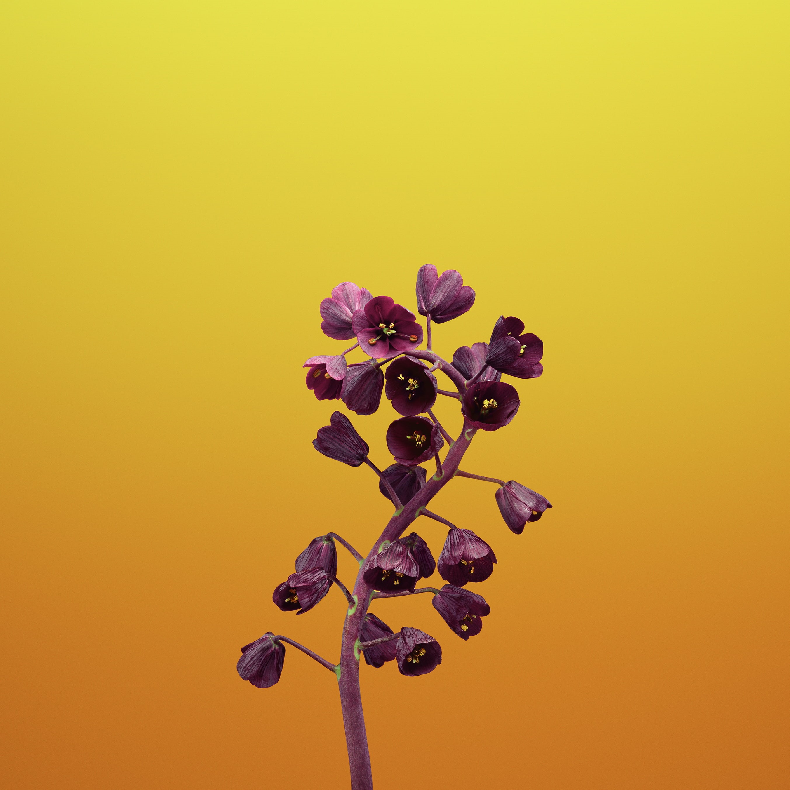 iOS 11, Stock, Fritillaria, 2K, iPhone 8, iPhone X, Phone HD Wallpaper