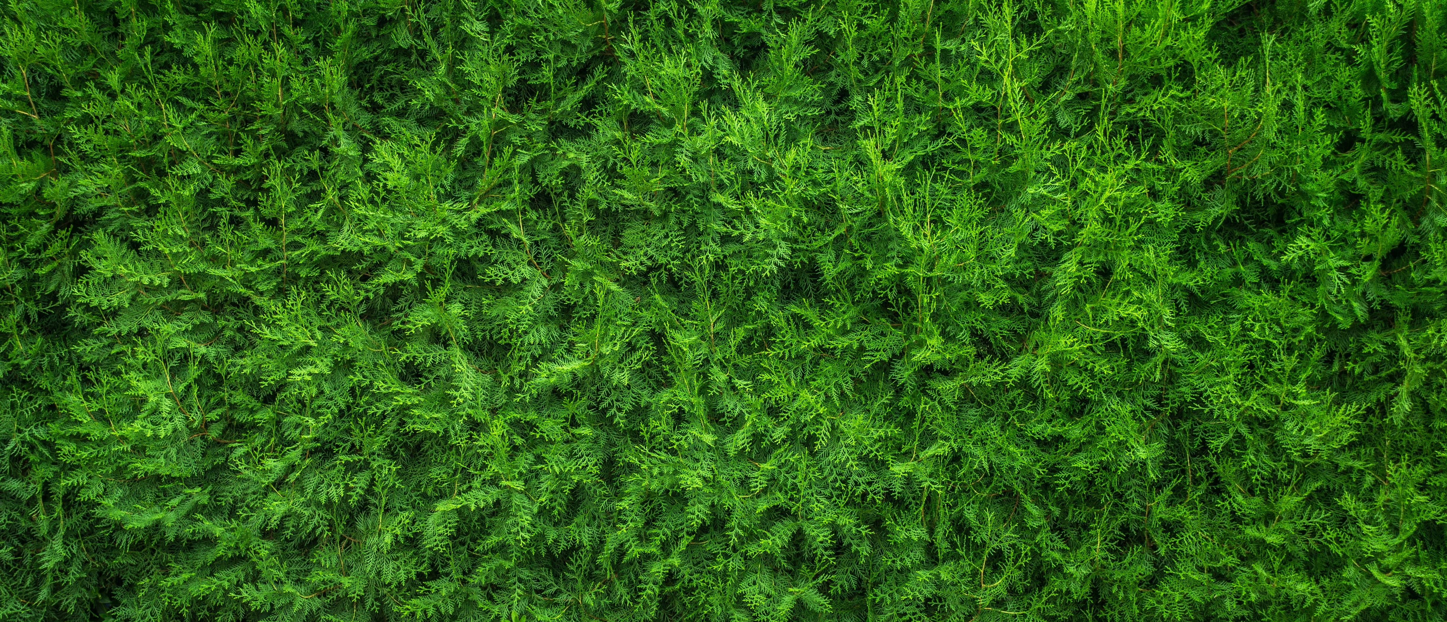 blank, beauty in nature, background, texture, 4K, field, pattern, grass, leaf, plant, the leaves, full frame, green, foliage, no people, lawn, textured, HD Wallpaper