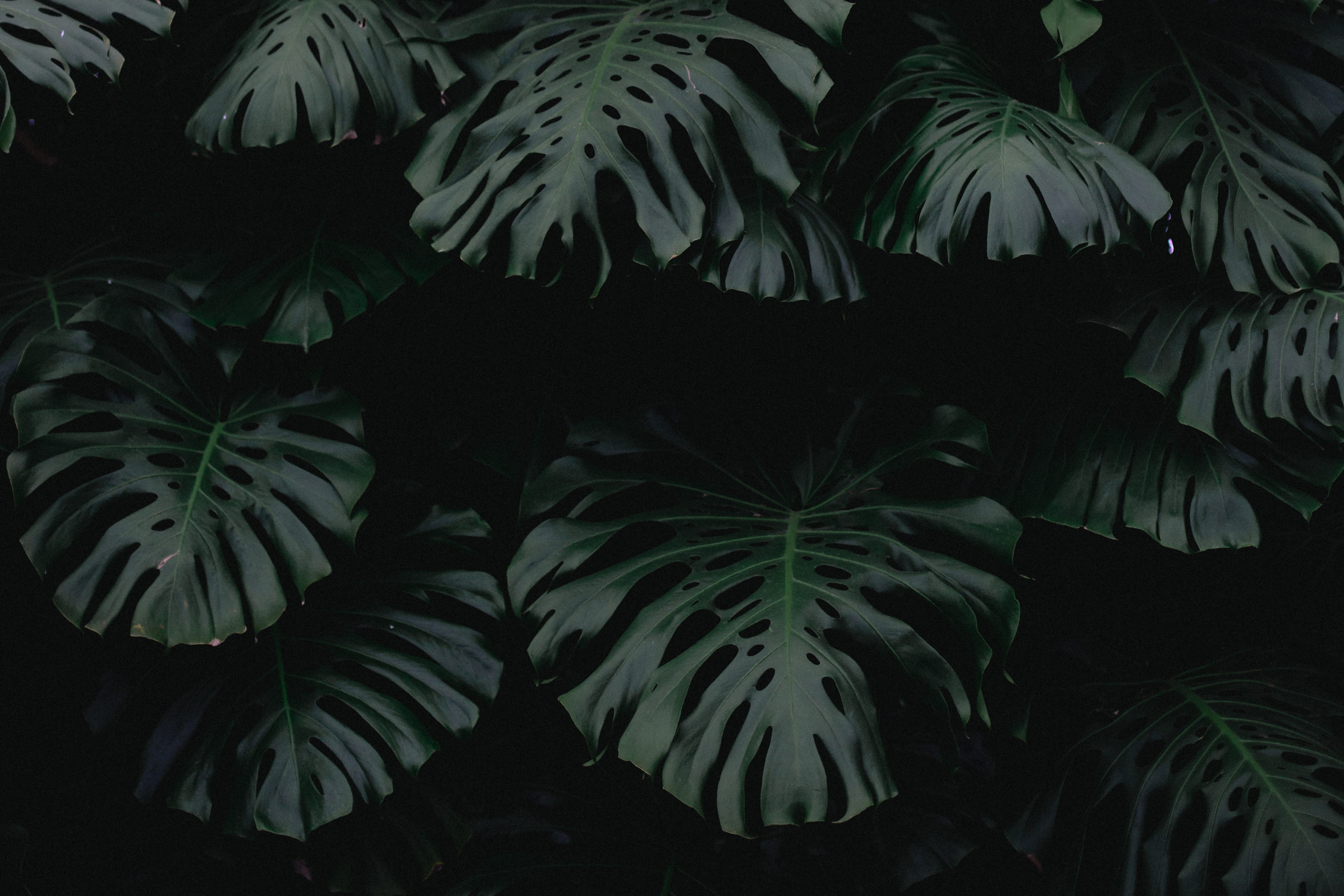 dark, black Color, tropical climate, close-up, beauty in nature, Royal, 4K, Laeken, leaf, outdoors, abstract, Greenhouse, Botanical, tree, nature, night, HD Wallpaper