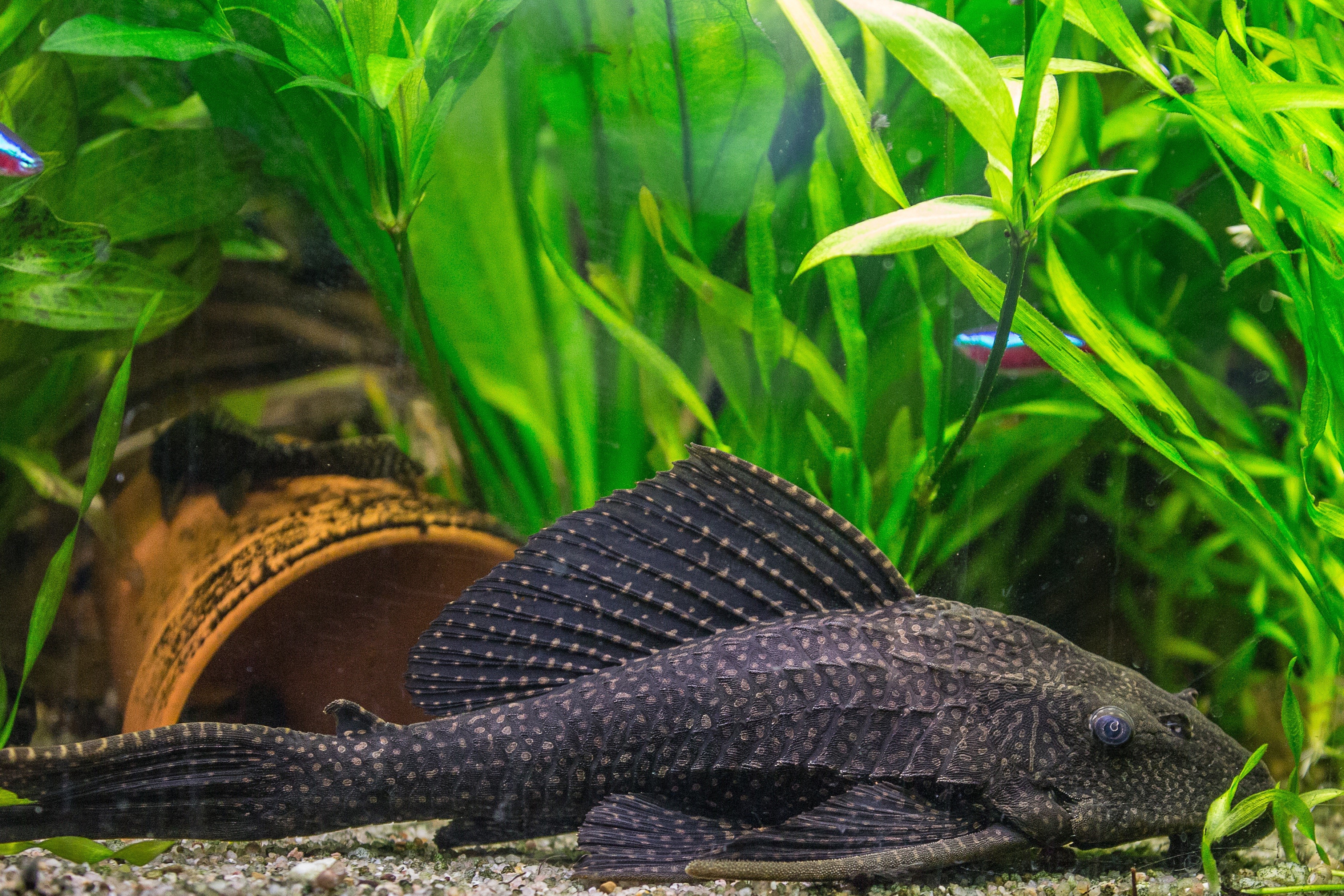 animal wildlife, cat, honeycomb signs catfish, close-up, aquarium, sea, day, animal, outdoors, one animal, nature, animal themes, plant, black, armoured, HD Wallpaper