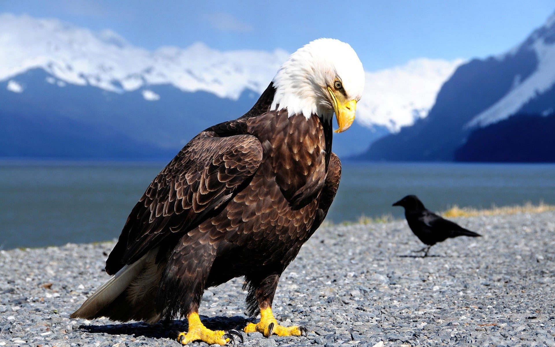 closeup, wildlife, birds, bird of prey, claws, nature, eagle, animals, 1080P, bald eagle, anime, HD Wallpaper
