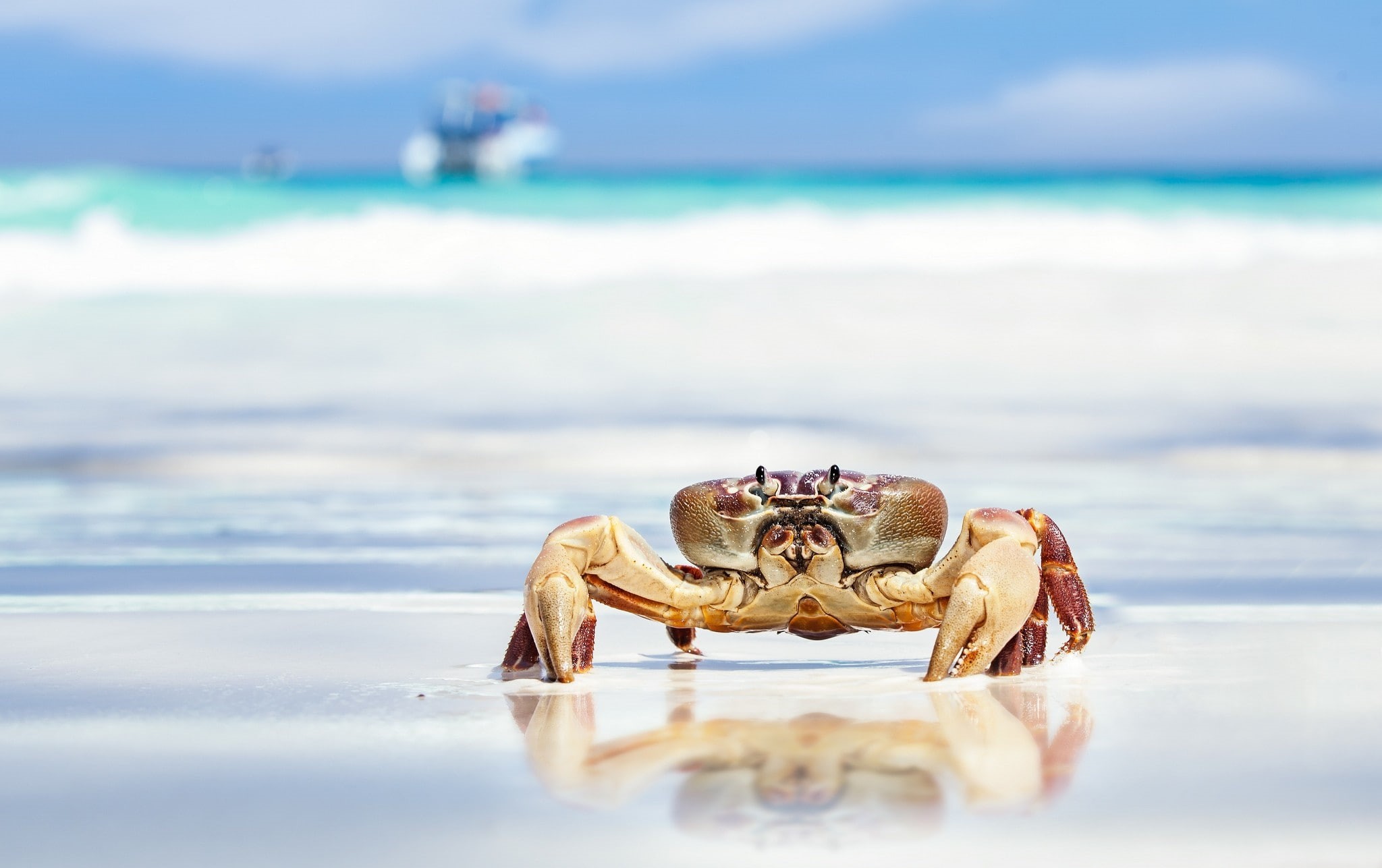 1080P, crab, claws, sea, beach, sand, brown, HD Wallpaper