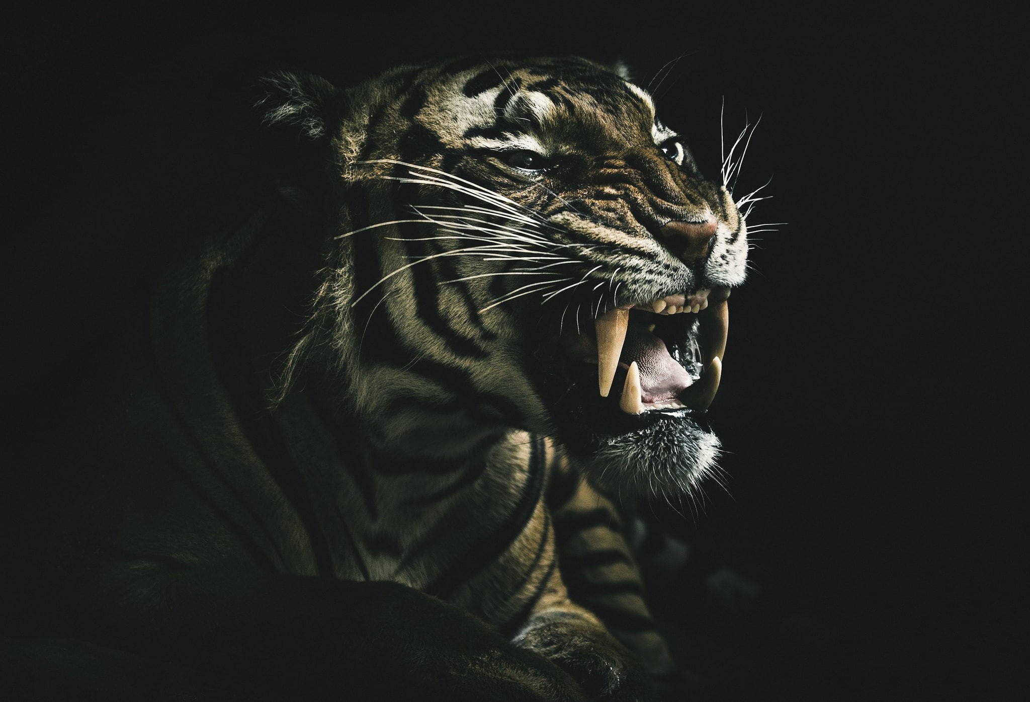dark, animals, tiger, teeth, 1080P, HD Wallpaper