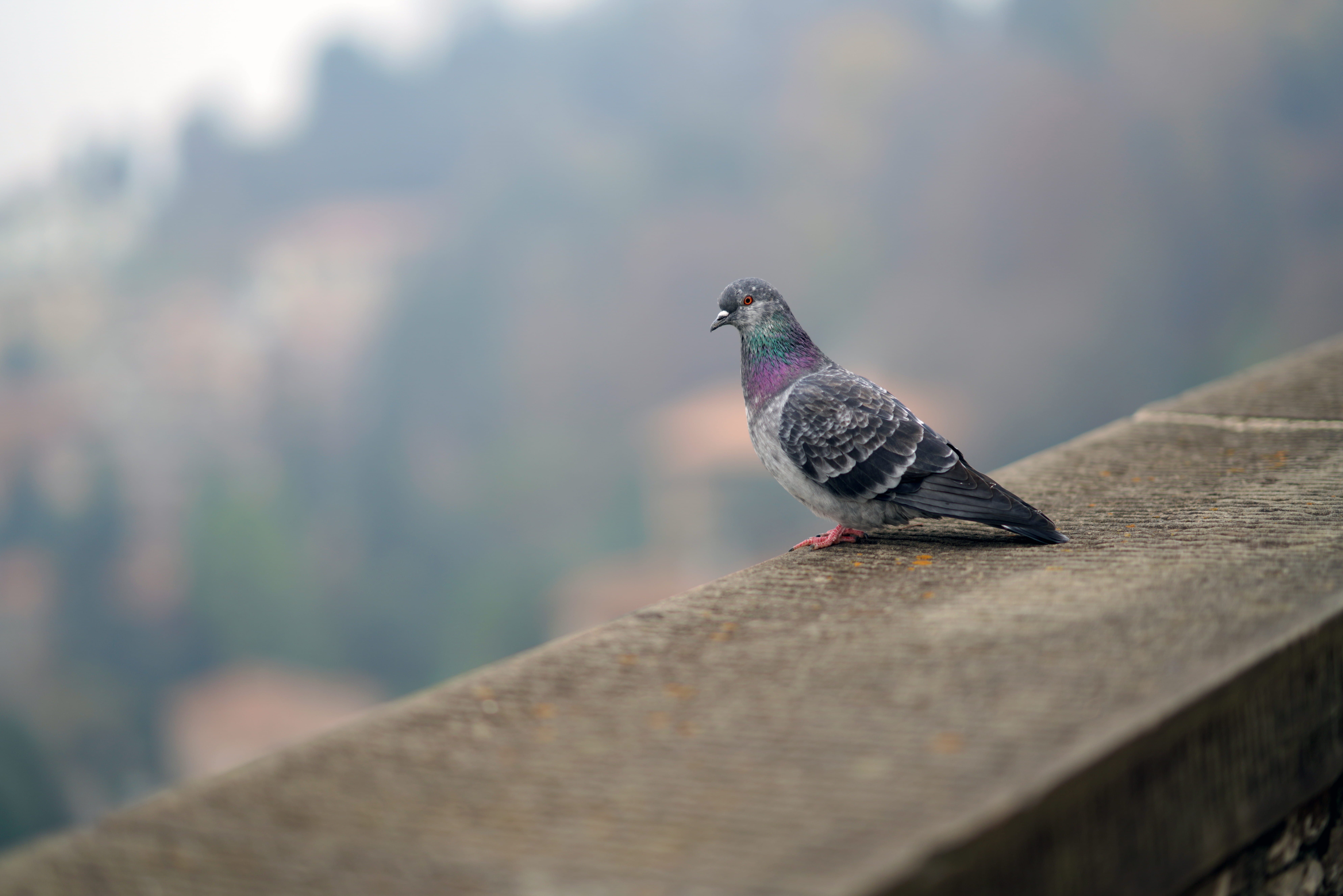 wood - material, no people, bird, brid, side view, animal themes, 8K, concrete, close-up, one animal, outdoors, nature, roof, animal wildlife, day, pigeon, HD Wallpaper
