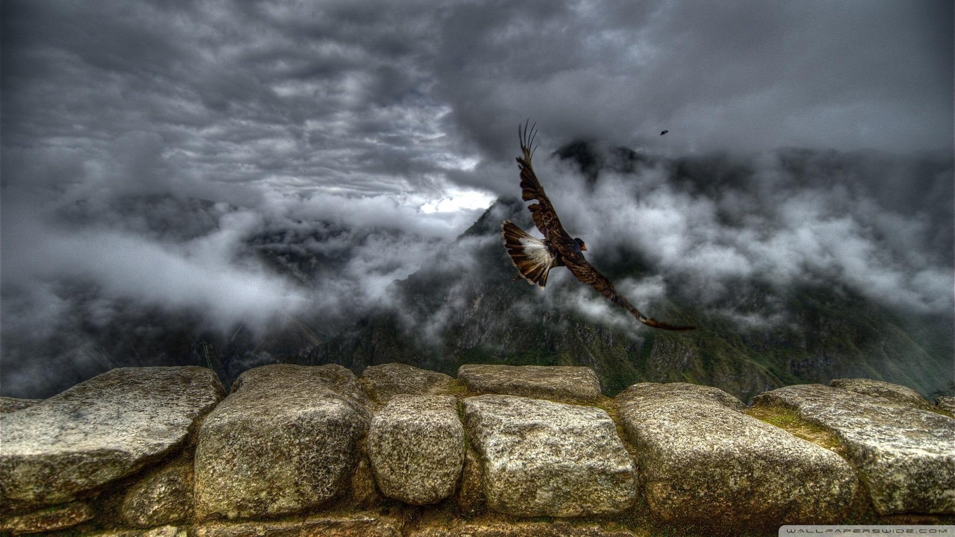 stone ledge, 1080P, flying, animals, eagle, mountains, clouds, bird, HD Wallpaper