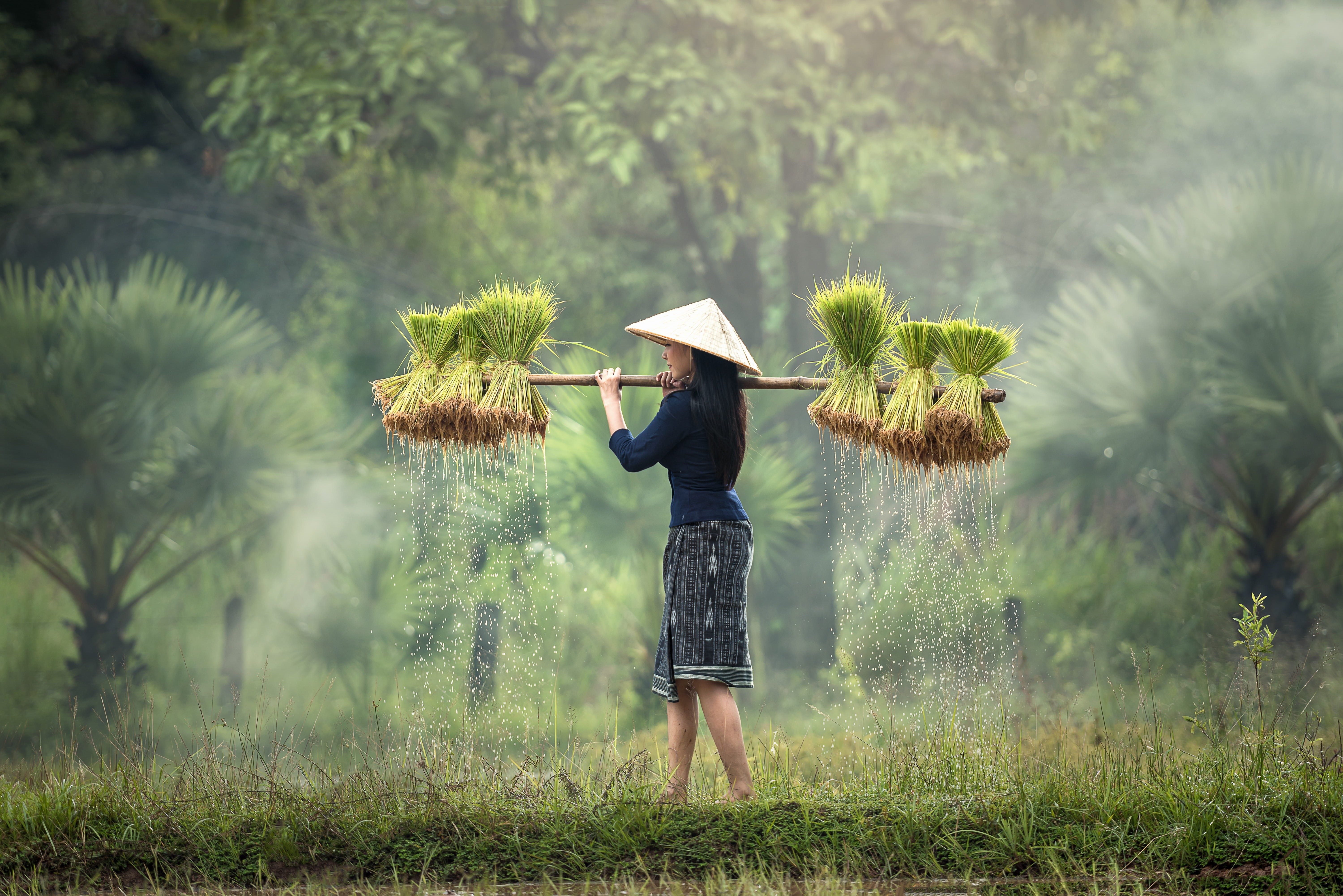 nature, outside of the house, pretty, for farming, golf club, cambodia, countryside, land, laos, the country, pathetic, grass, tree, hope, young, carrying, HD Wallpaper