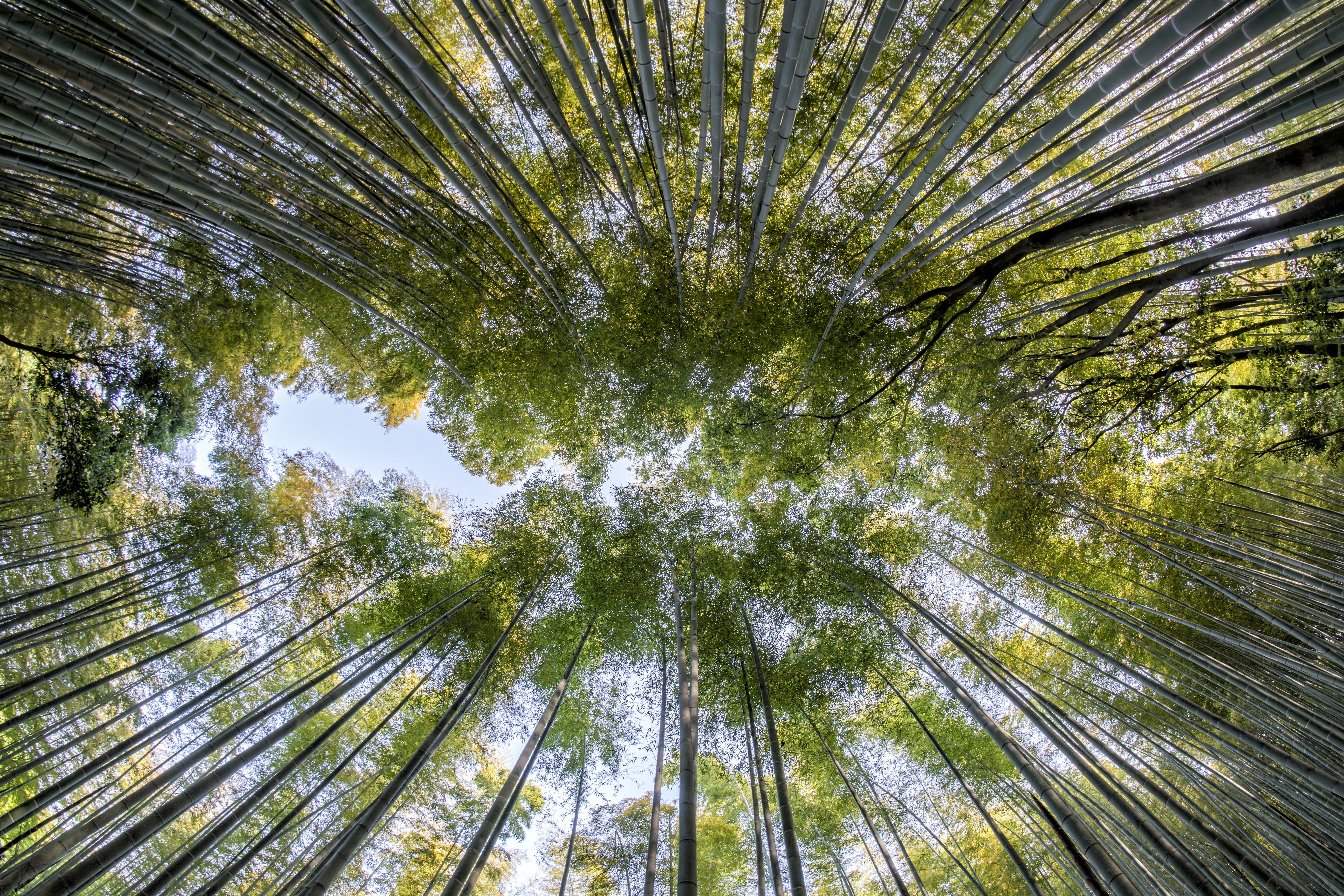 bamboo, growth, view, environment, plant, tree, pine woodland, directly below, low angle view, coniferous tree, eye, garden, japan, jungle, nature, pine tree, HD Wallpaper