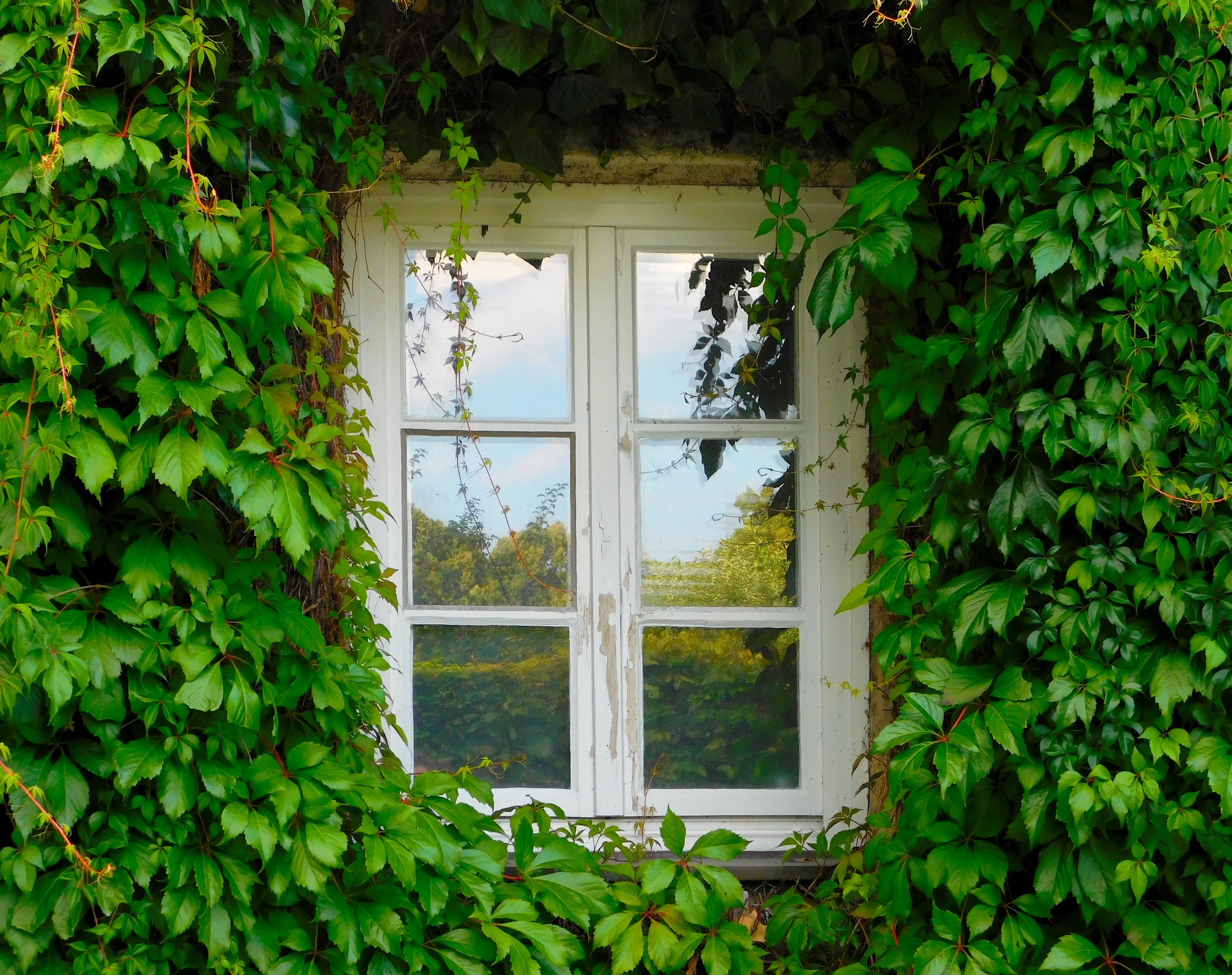 efeugewächs, nature, leaf, outdoors, fouling, 4K, wall, ivy leaves, building, green, beauty in nature, plant, window, green color, hauswand, beside, house, HD Wallpaper