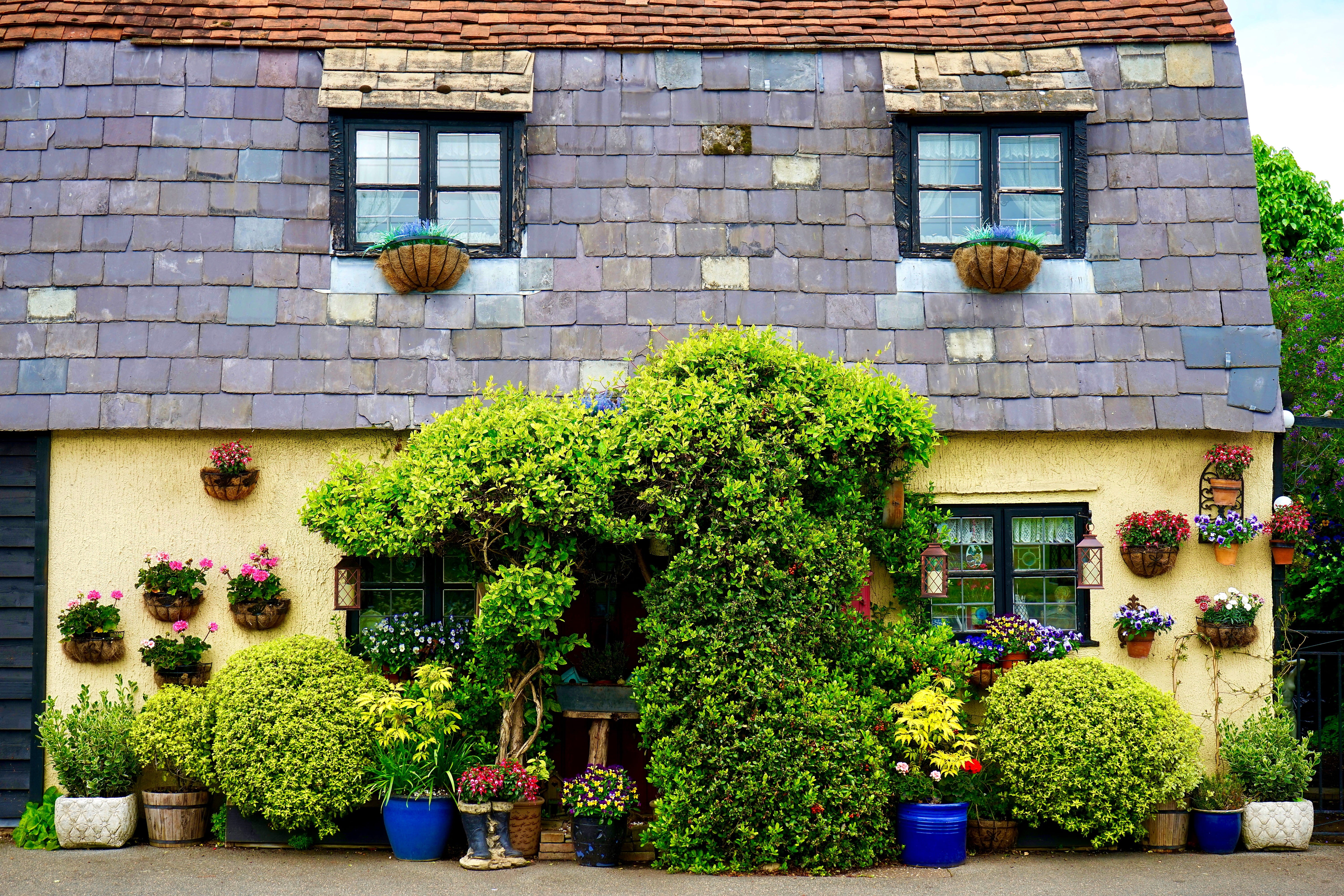 potted plant, flowers, beside, Home, frame, plant, windows, wall - building feature, growth, flowering plant, green, color, ancient, decorative, exterior, HD Wallpaper