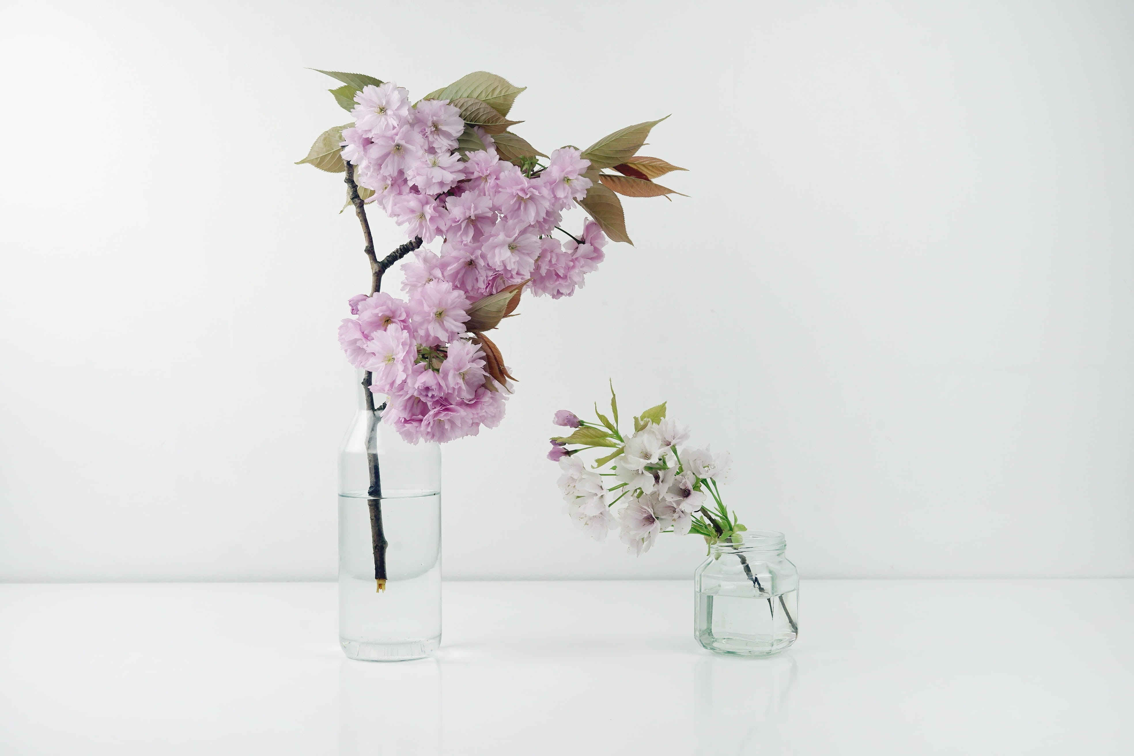 softness, flowering plant, freshness, indoors, bouquet, bunch of flowers, minimal decor, petal, leaves, glass - material, nature, beauty in nature, flower head, HD Wallpaper