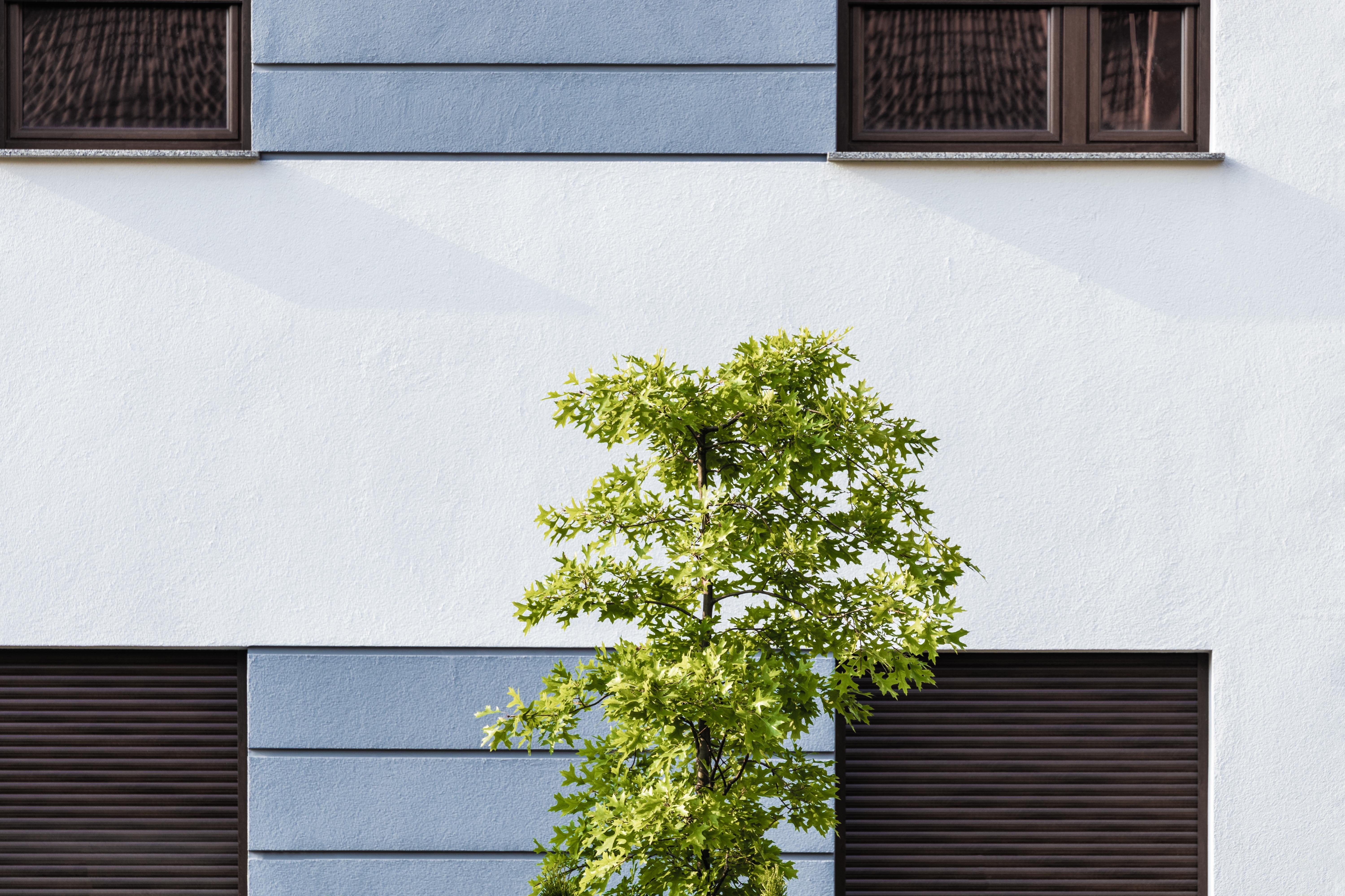 tree, day, no People, facade, residential Building, building Exterior, city, 5K, beside, hanging, wall - Building Feature, wall, nature, building, plant, HD Wallpaper
