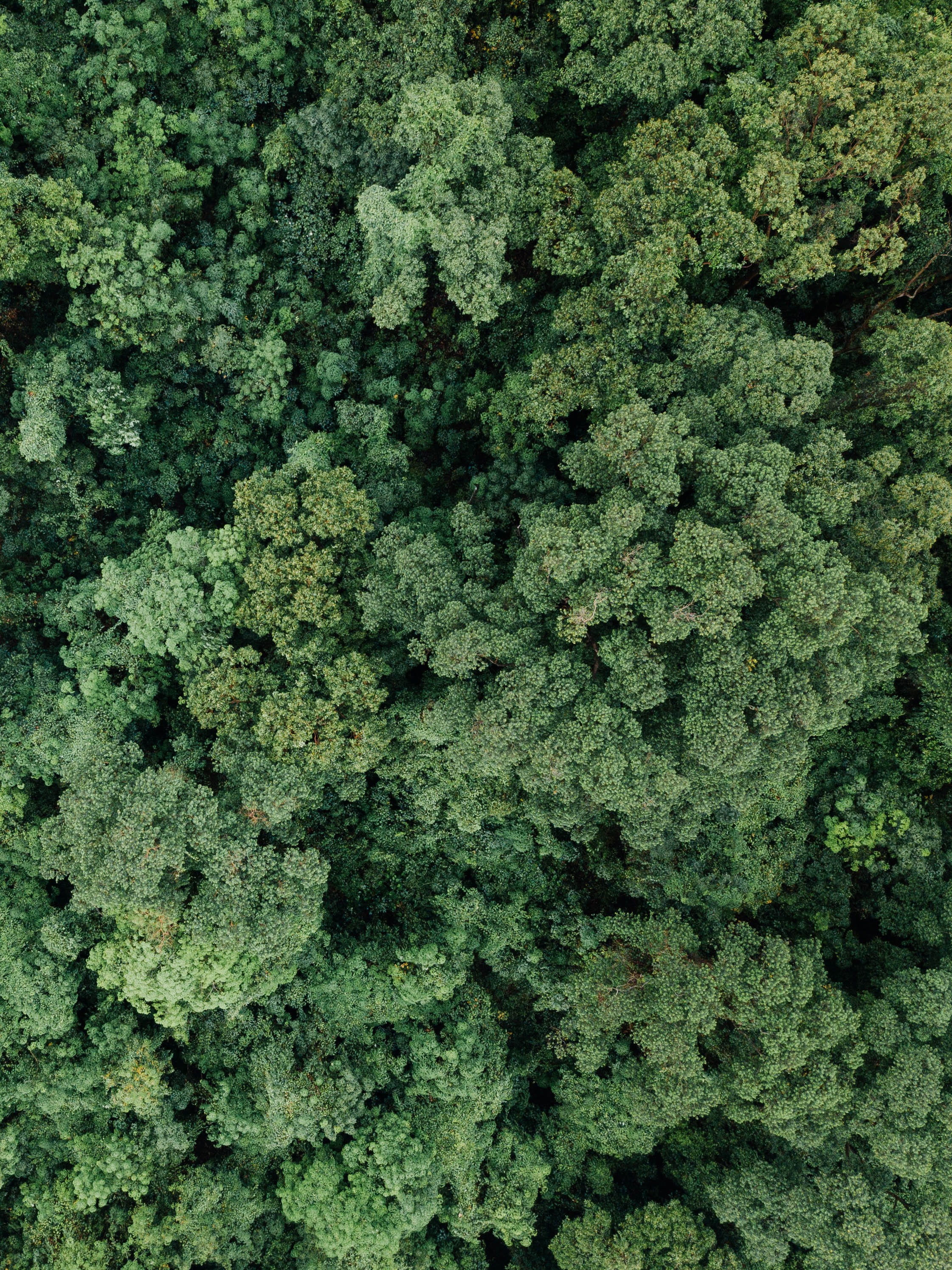 pattern, green color, green, nature, 2K, high angle view, close-up, abundance, forest, no people, evergreen, backgrounds, aerial, freshness, growth, food, Phone HD Wallpaper
