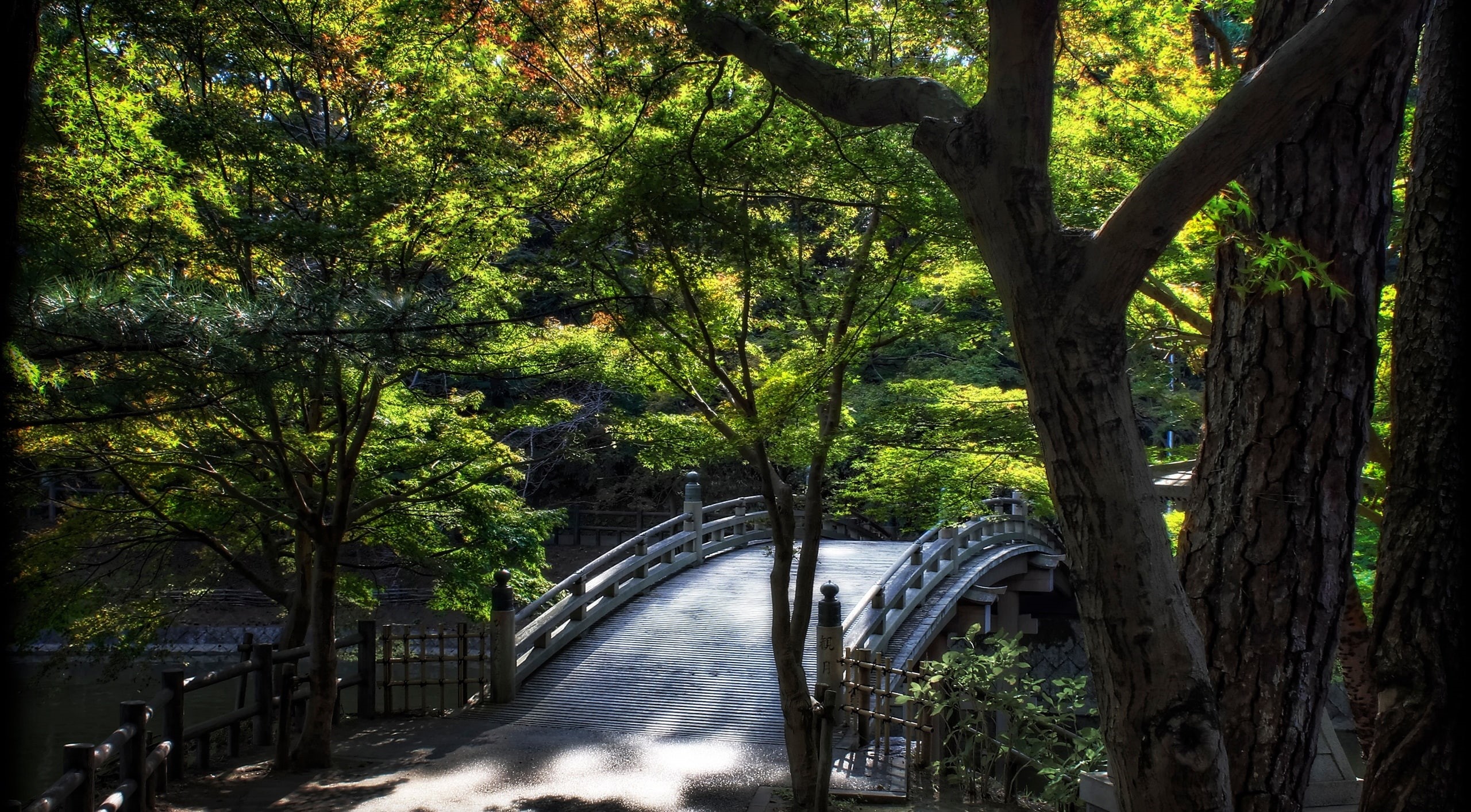 2K, Photography, connection, outdoors, tree trunk, Landscape, Okazaki City, Aichi Prefecture, autumn leaves, Photoshop, Mikawa, green color, bridge - man made structure, HD Wallpaper