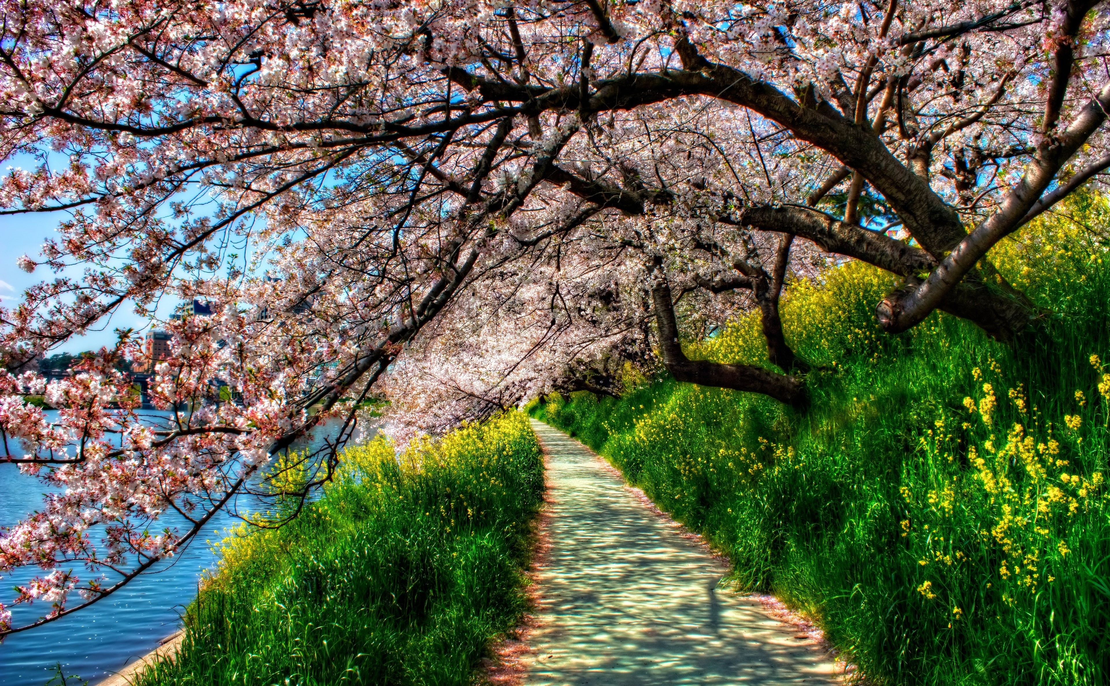 Fantasy, Landscape, Topaz Adjust, tree, Aichi Prefecture, tunnel, change, springtime, flowering plant, flower, Dream, cherry blossom, Aperture, direction, HD Wallpaper