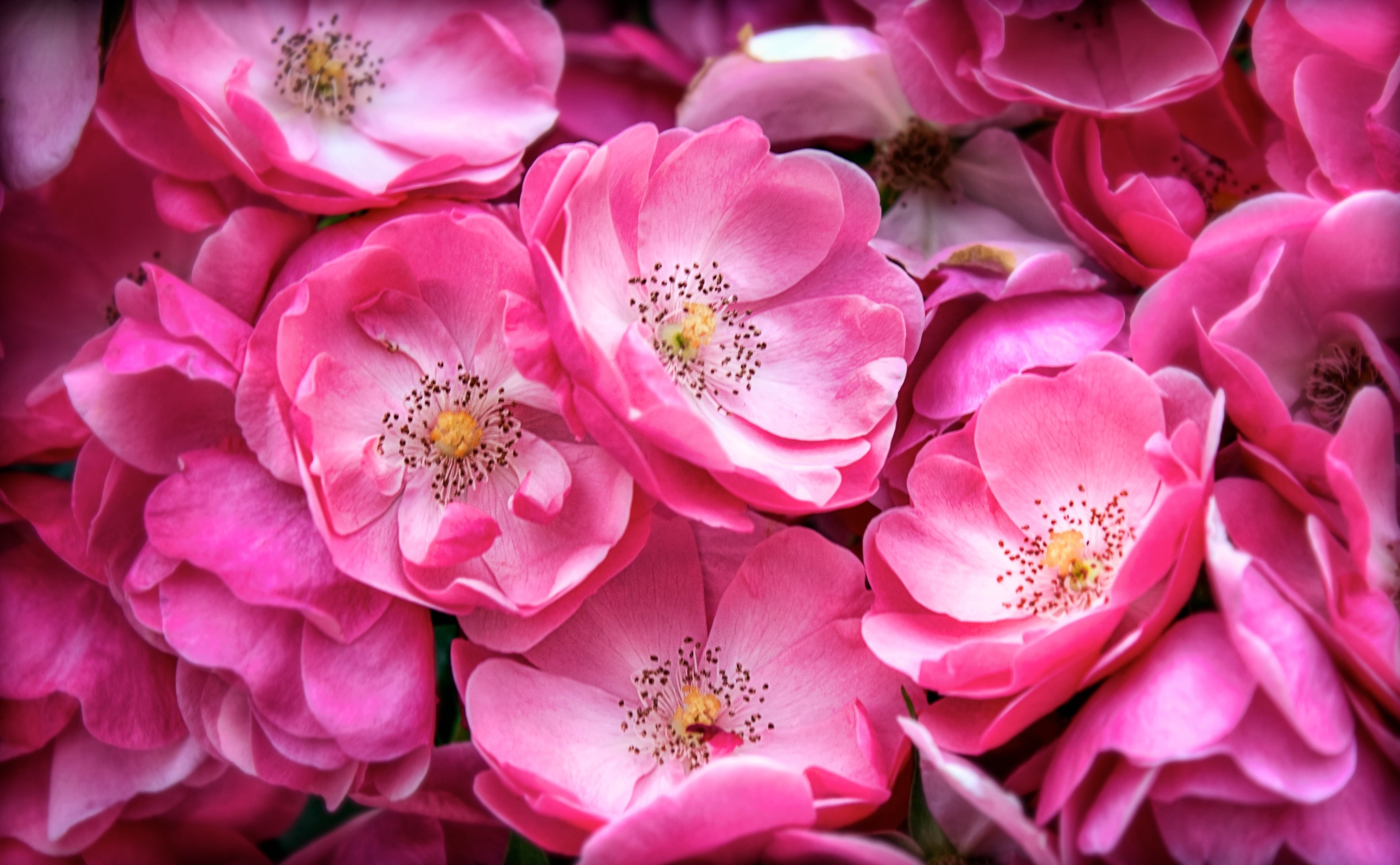 Magenta, 4K, bunch of flowers, flowering plant, fragility, Okazaki City, beauty in nature, Photography, Flowers, Photomatix Pro, Wild Roses, vulnerability, HD Wallpaper