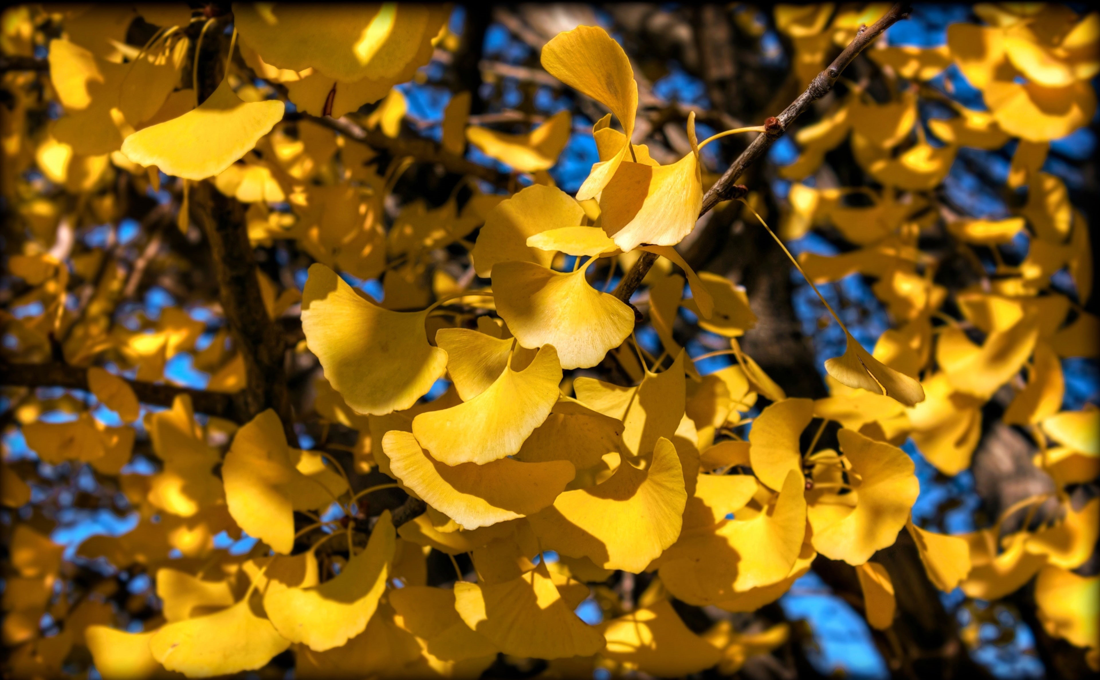 Honshu, natural condition, Photoshop, hanging, Seasons, canon, Chubu, focus on foreground, vulnerability, beauty in nature, ginkgo leaves, selective focus, HD Wallpaper