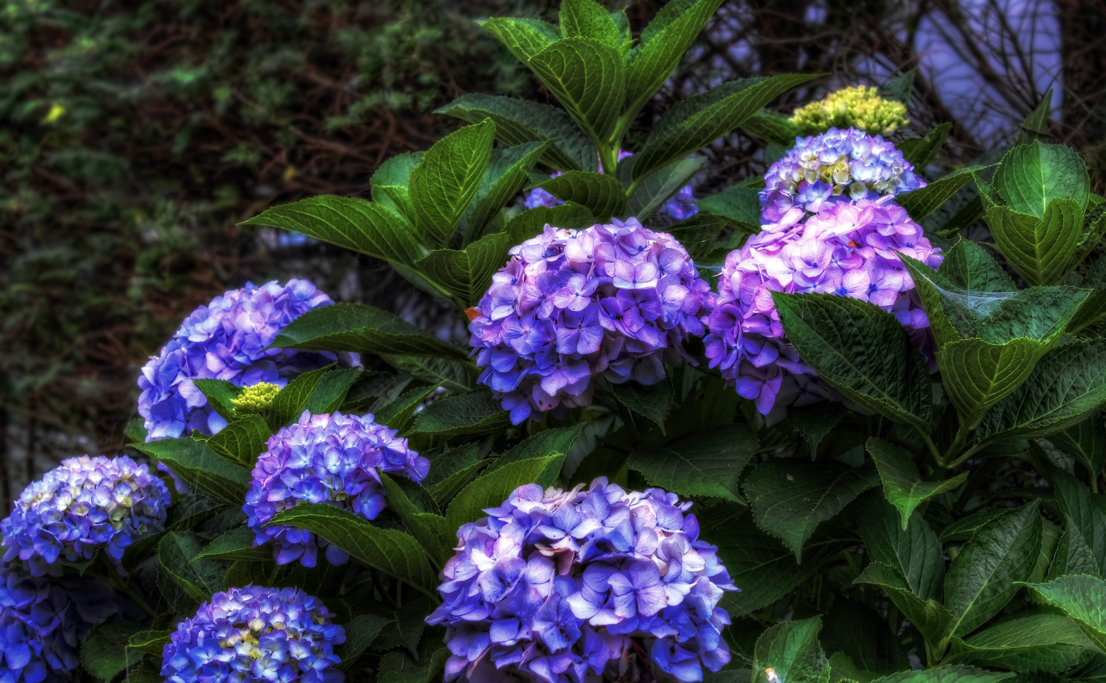 Hydrangea, Mikawa, close-up, Honshu, green color, day, flower, flower arrangement, Flowers, Okazaki City, no people, Japan, beauty in nature, fragility, HD Wallpaper