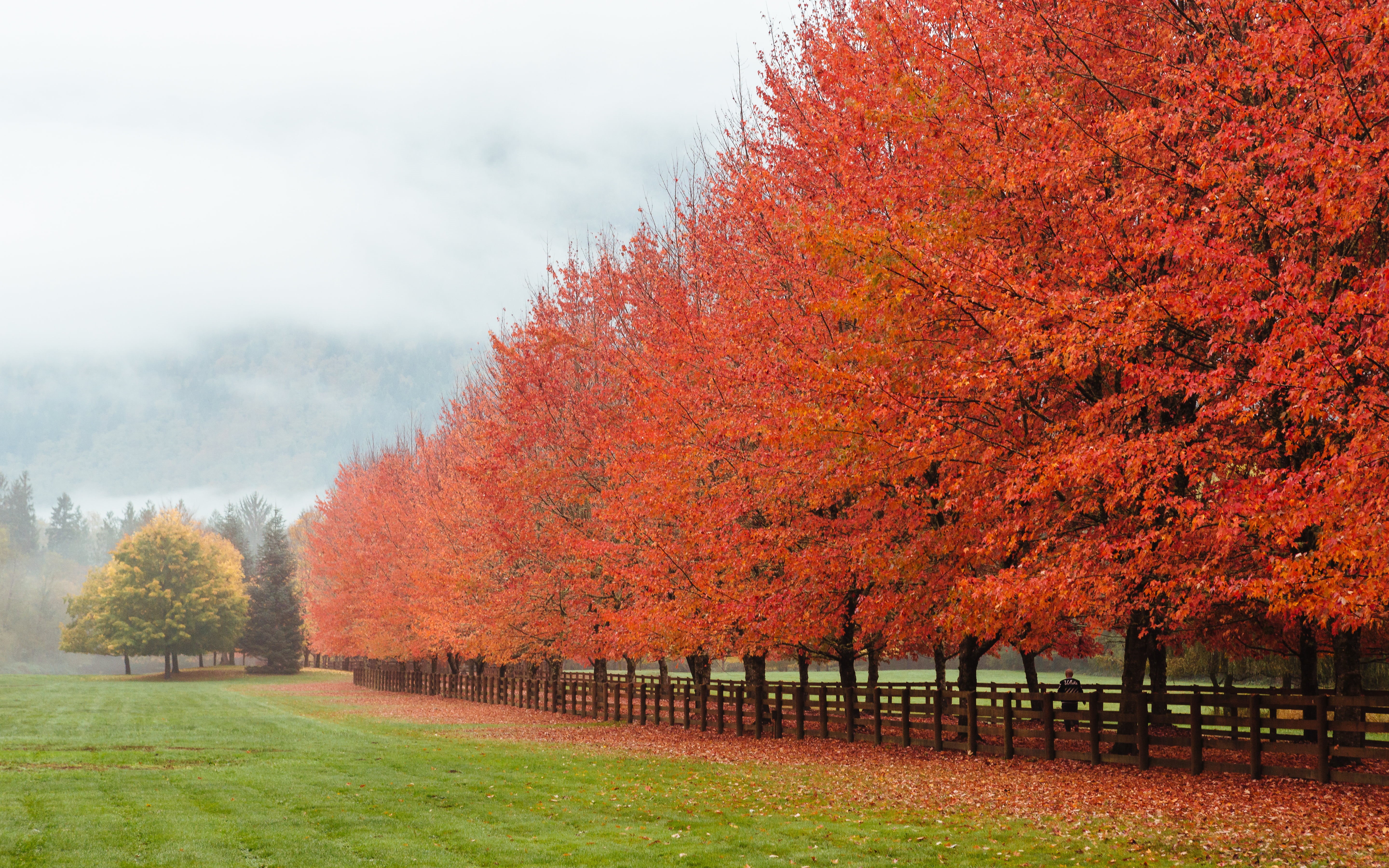 tree, Pacific Northwest, Fall Colors, season, red, trees, f/2, man, driveway, Canon EF, North Bend, scenics, 70mm, rural Scene, Canon EOS 5D Mark III, Moments Notice, HD Wallpaper