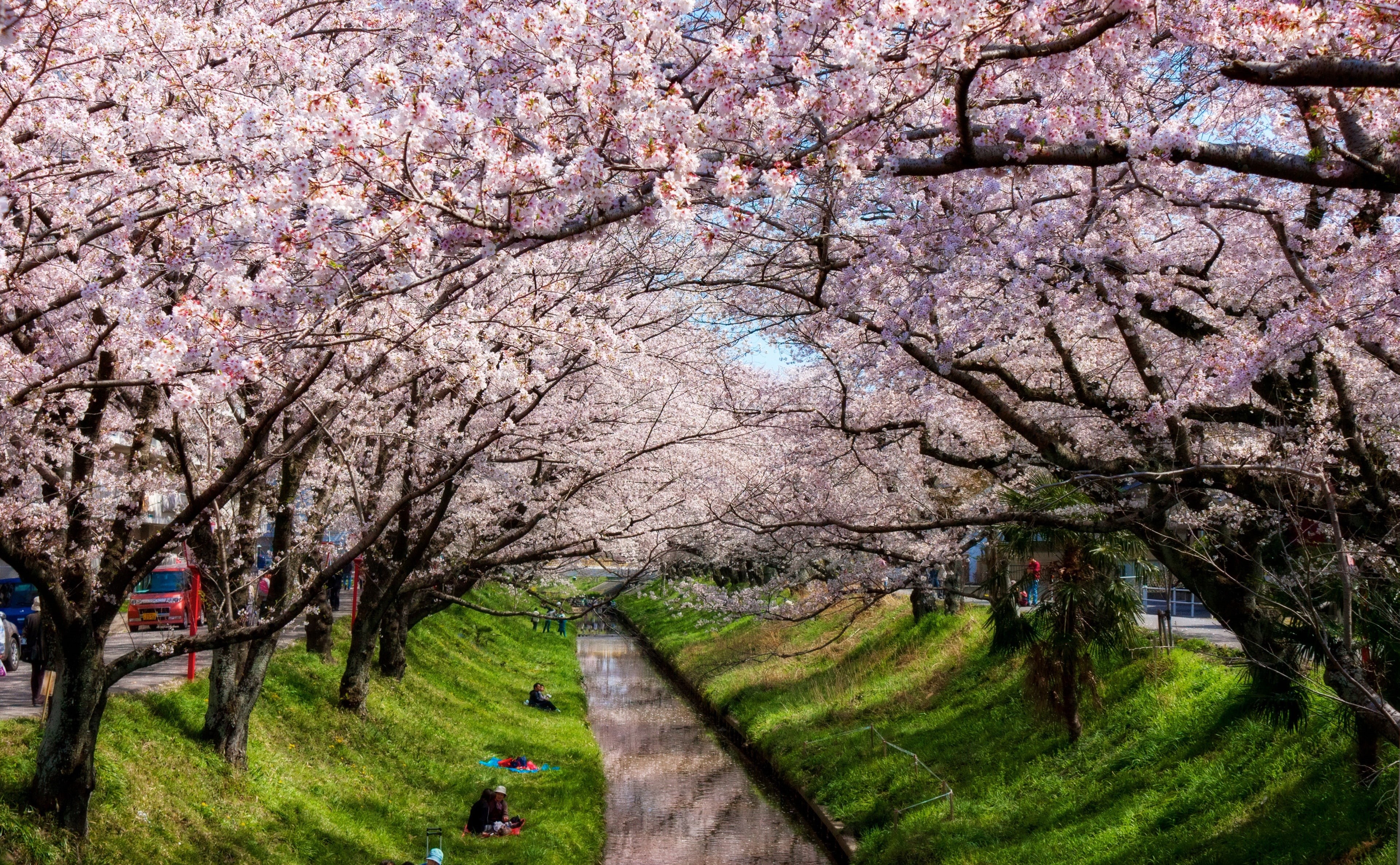Topaz Adjust, Spring, tree, outdoors, growth, cherry blossom, river, Aperture, cherry, Wonderful, road, branch, Seasons, day, transportation, fragility, HD Wallpaper