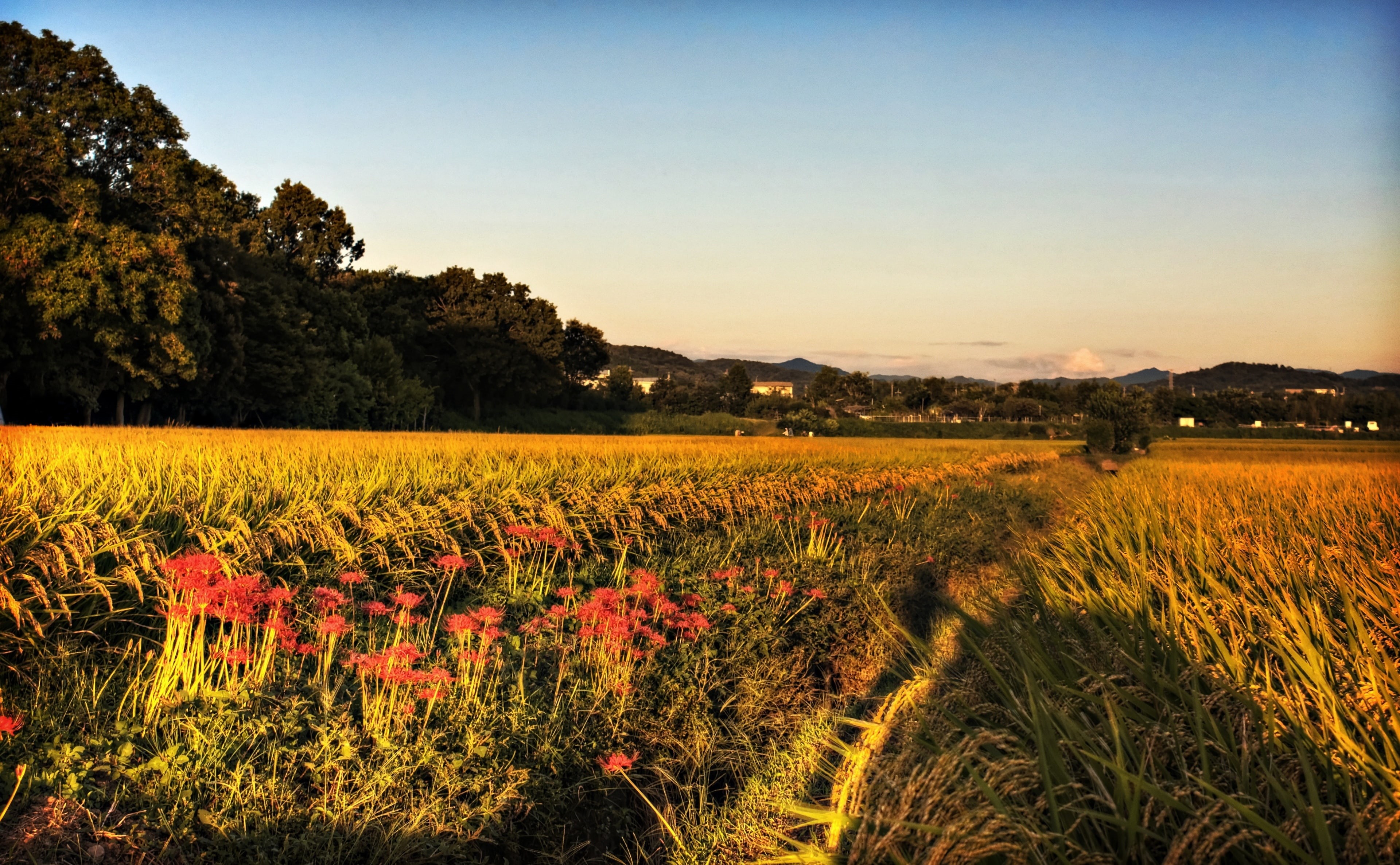 Rice, environment, rural scene, rice field, outdoors, flowers, canon, Japan, along, Topaz Adjust, growth, plantation, beauty in nature, tree, Aperture, HD Wallpaper