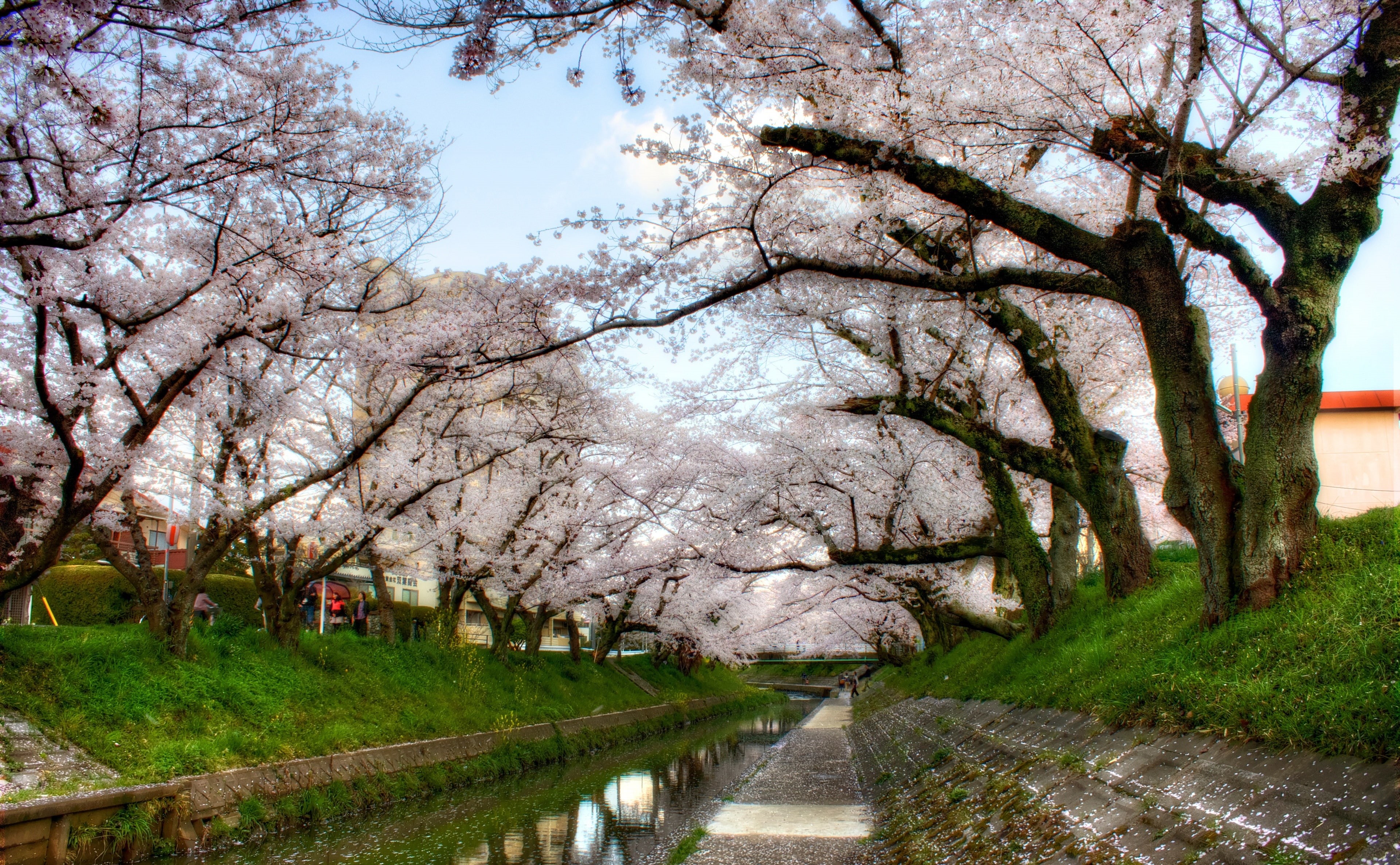 diminishing perspective, trees, Chubu, tranquil scene, Photoshop, no people, Japan, sky, nature, Iga River, cherry, outdoors, tree, cherry blossoms, Topaz Adjust, HD Wallpaper