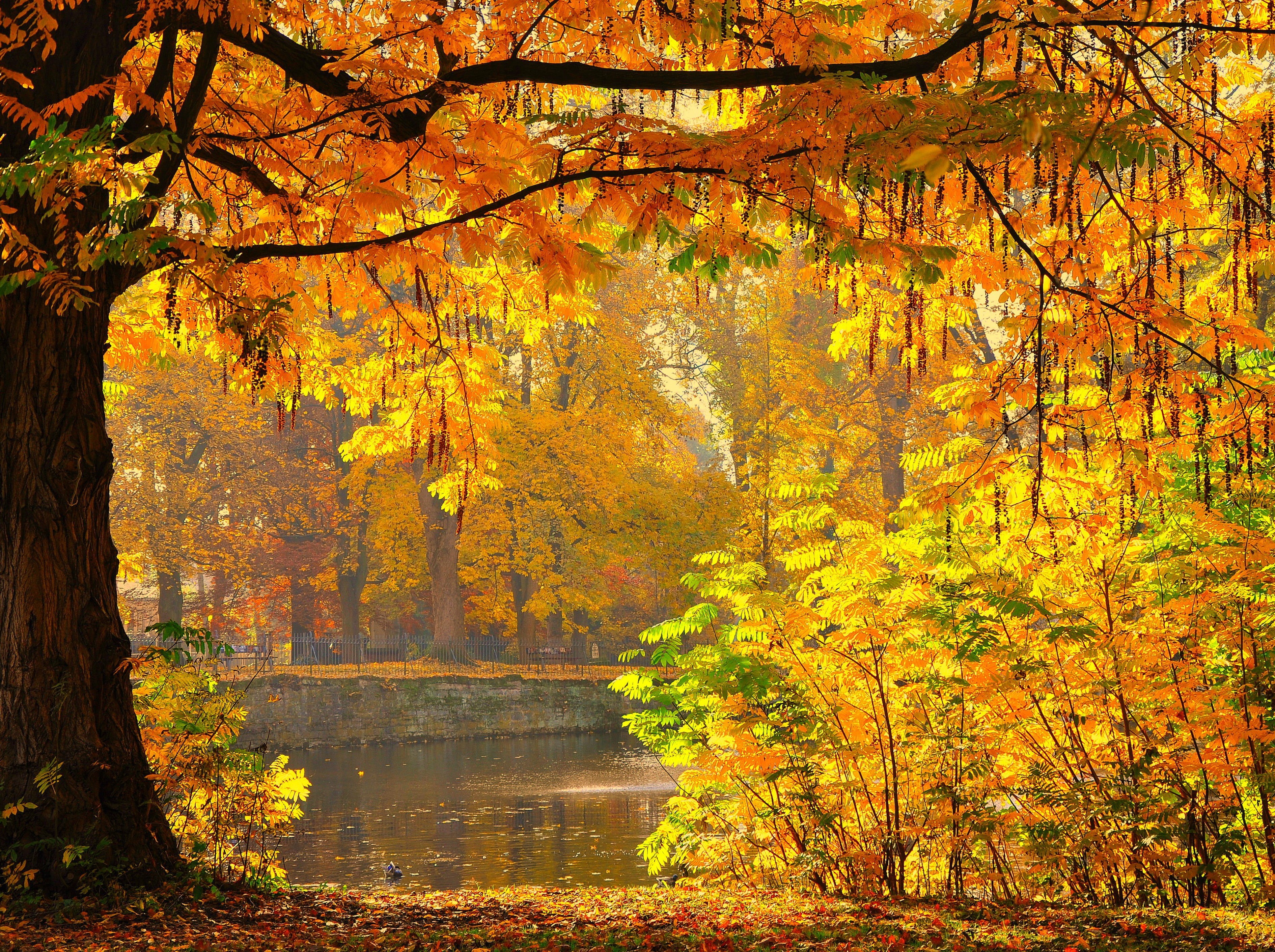autumn, scenics, landscape, HERE AGAIN, leaf, outdoors, forest, beauty In Nature, Göttingen, yellow, nature, AUTUMN DAYS, colors, autumn  fall, Herbst, HD Wallpaper