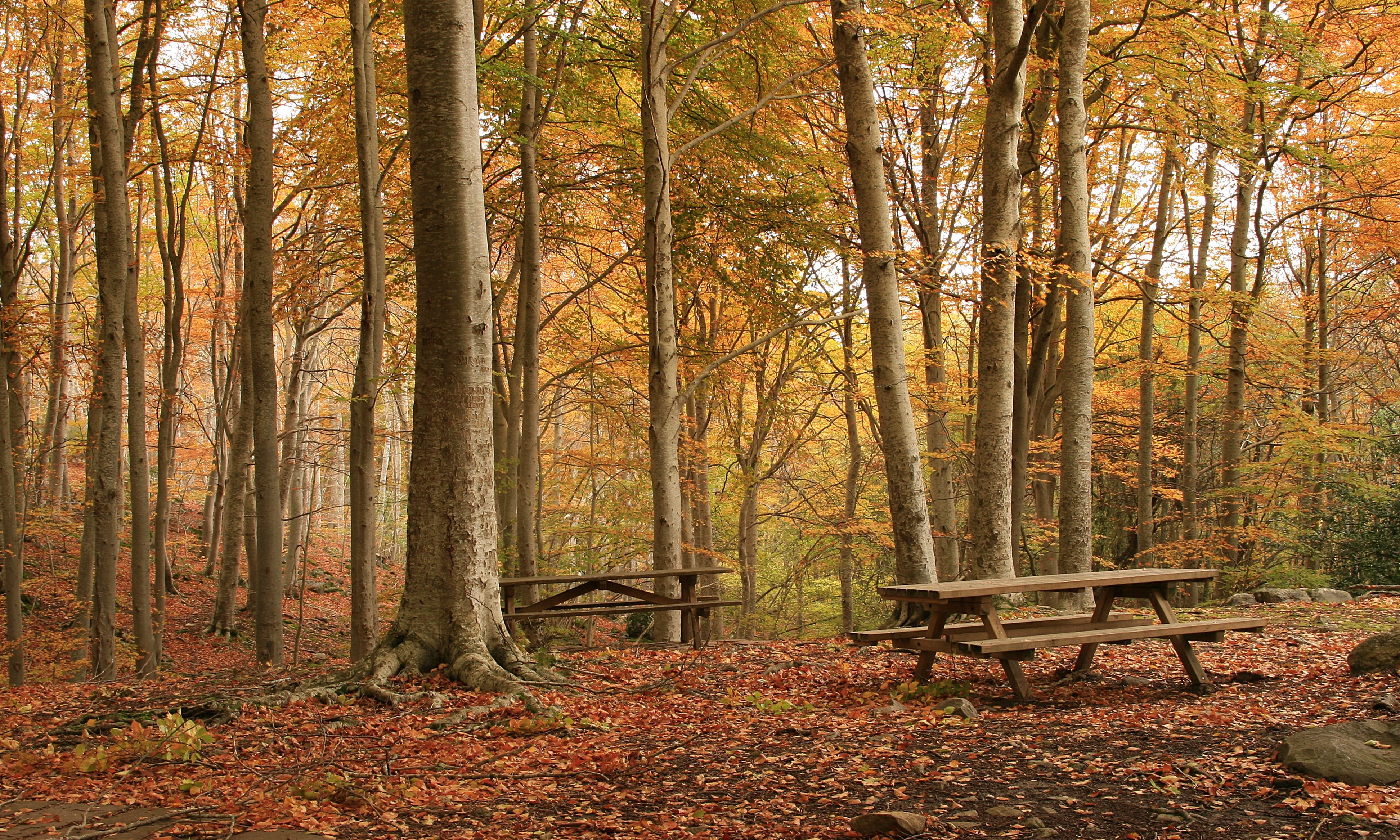 landscape, season, forest, park - Man Made Space, wooden, el, scenics, en, red, autumn, brown, leaf, beauty In Nature, orange Color, tree, october, 4K, HD Wallpaper