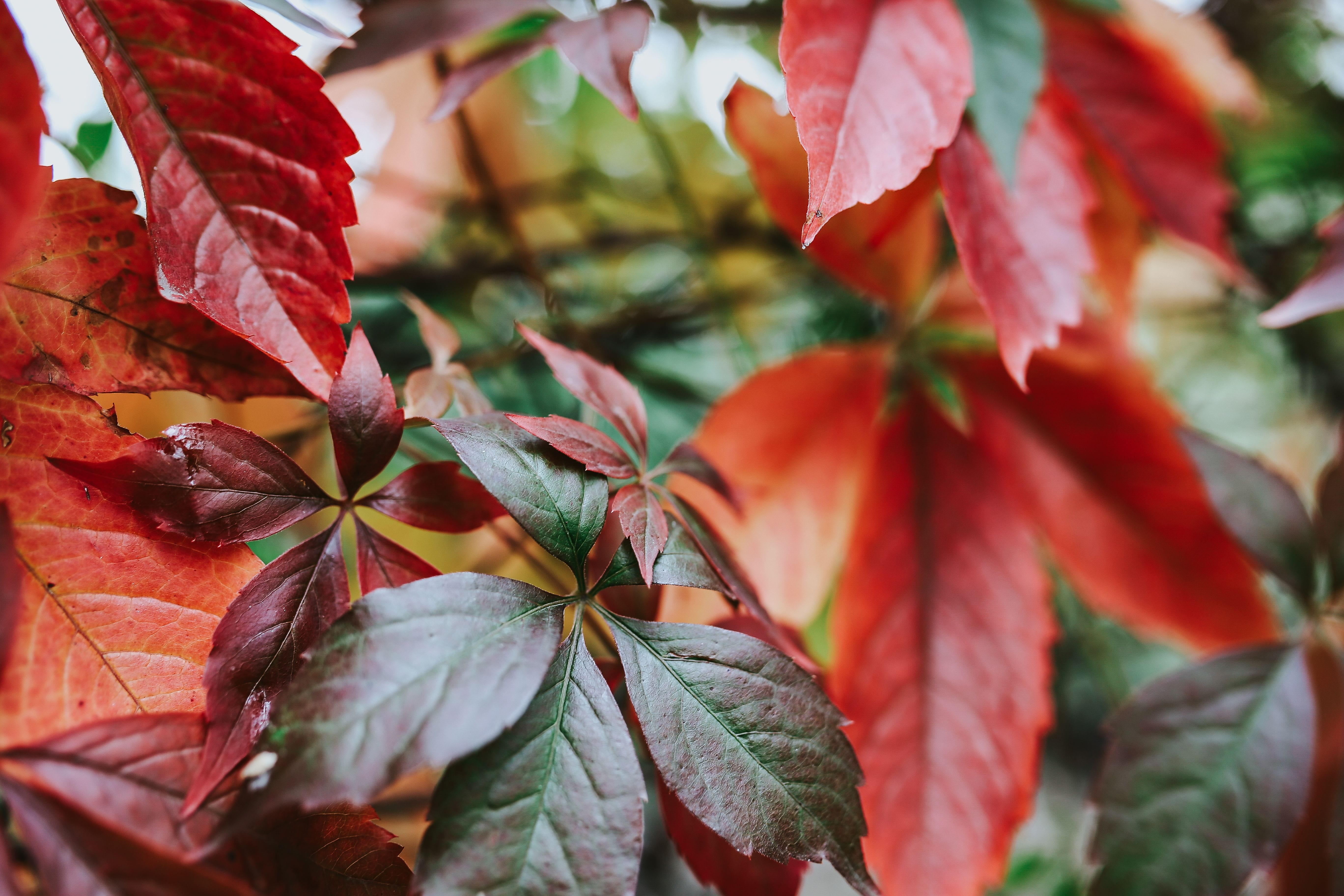 no people, growth, close-up, yellow, multi Colored, tree, focus on foreground, orange Color, color Image, backgrounds, close, october, trees, Close-ups, HD Wallpaper