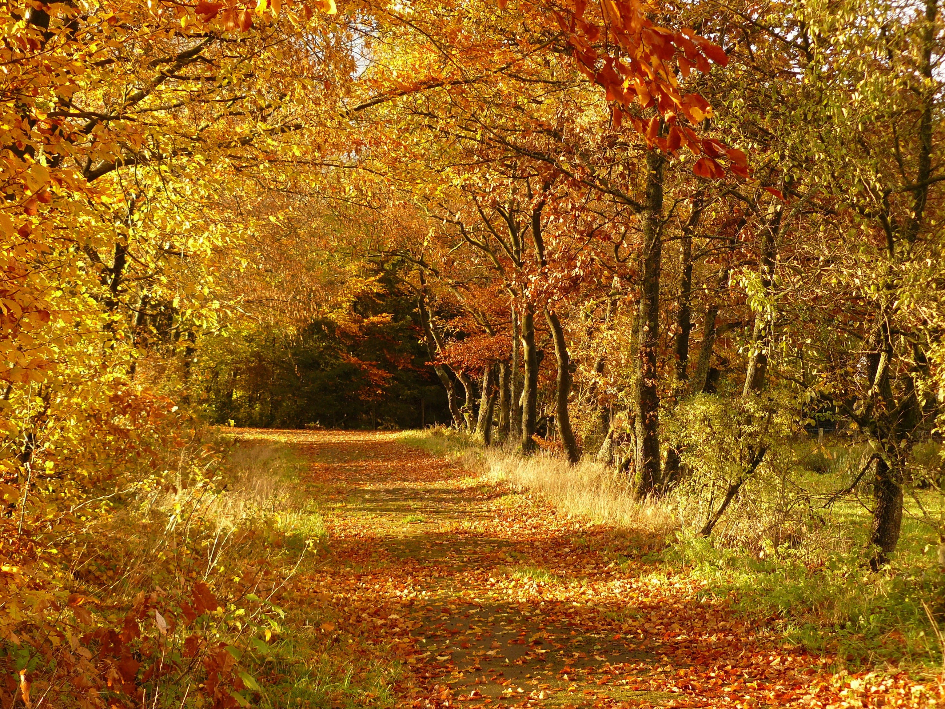 change, leaves, hike, sunlight, autumn day, lichtspiel, footpath, away, brown, red, light, fall foliage, autumn colours, flora, land, color Image, golden autumn, HD Wallpaper