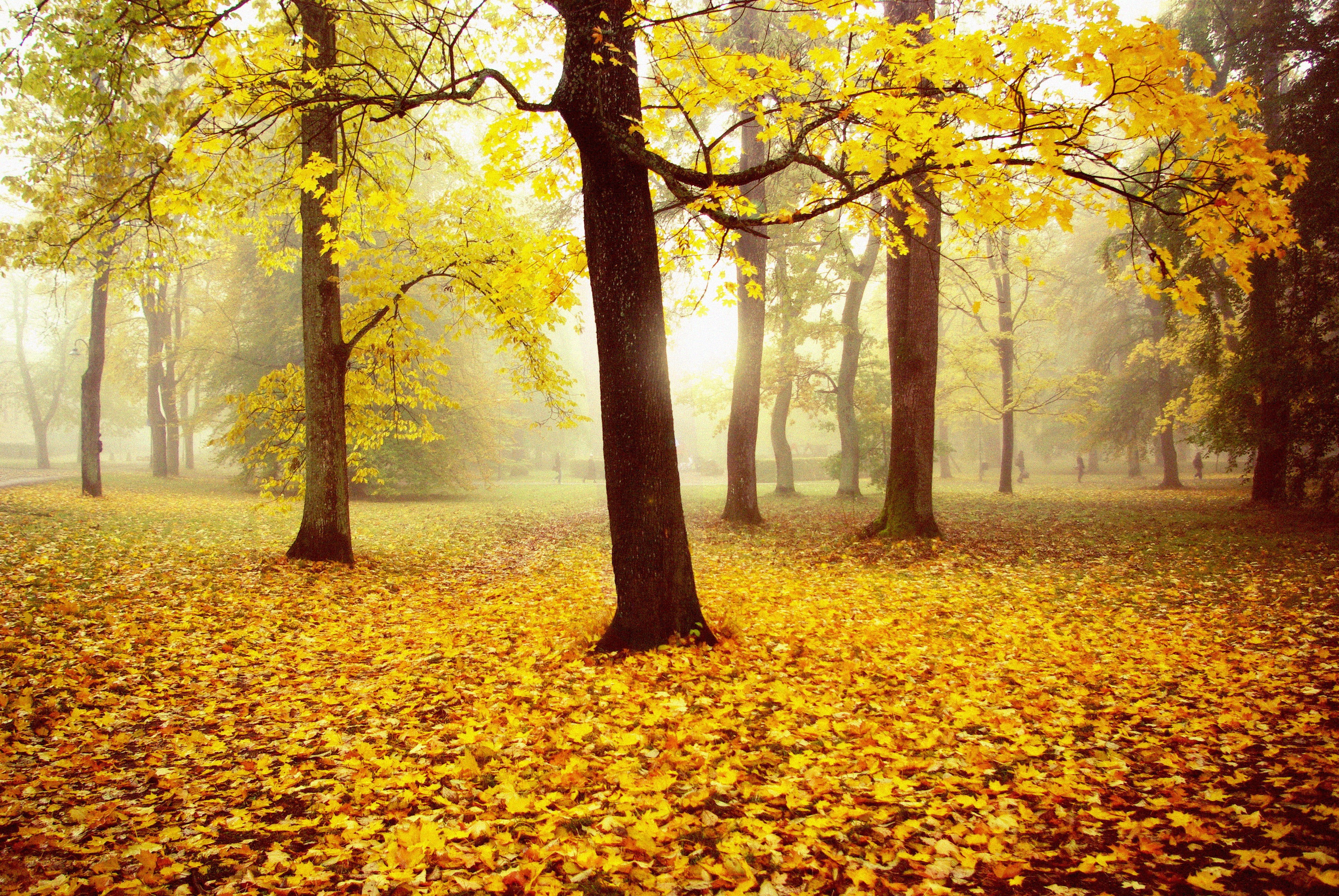 golden hour, forest, season, outdoors, yellow, hour, autumn  mist, orange Color, sunlight, colors, park - Man Made Space, multi Colored, tree, scenics, HD Wallpaper