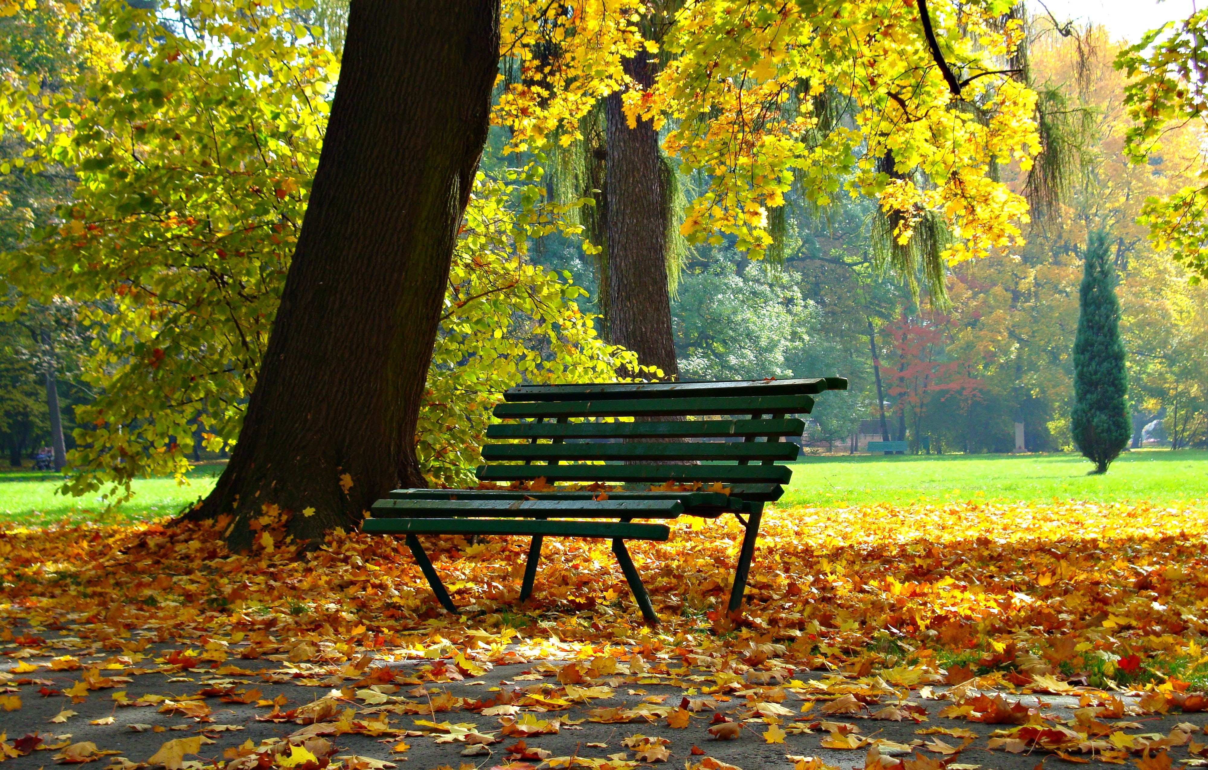 day, dry, landscape, tranquility, scenics - nature, park, october, orange Color, autumn collection, natural condition, change, park bench, plant part, seat, HD Wallpaper