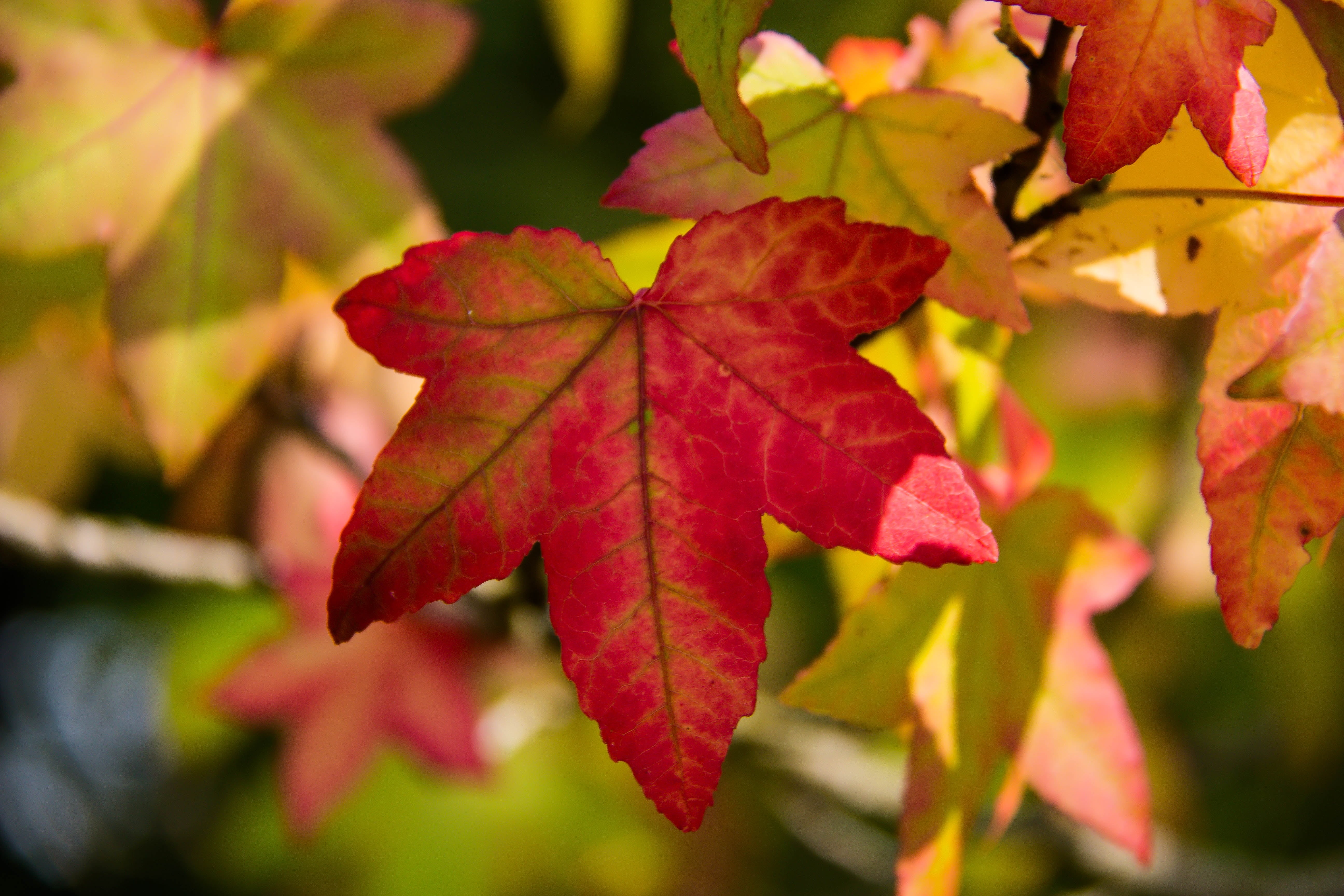 tree, october, forest, Botaniska trädgården, nature, vibrant Color, outdoors, autumn, tree leaf, löv, 5K, Maple tree, autumn  colors, multi Colored, plant, HD Wallpaper