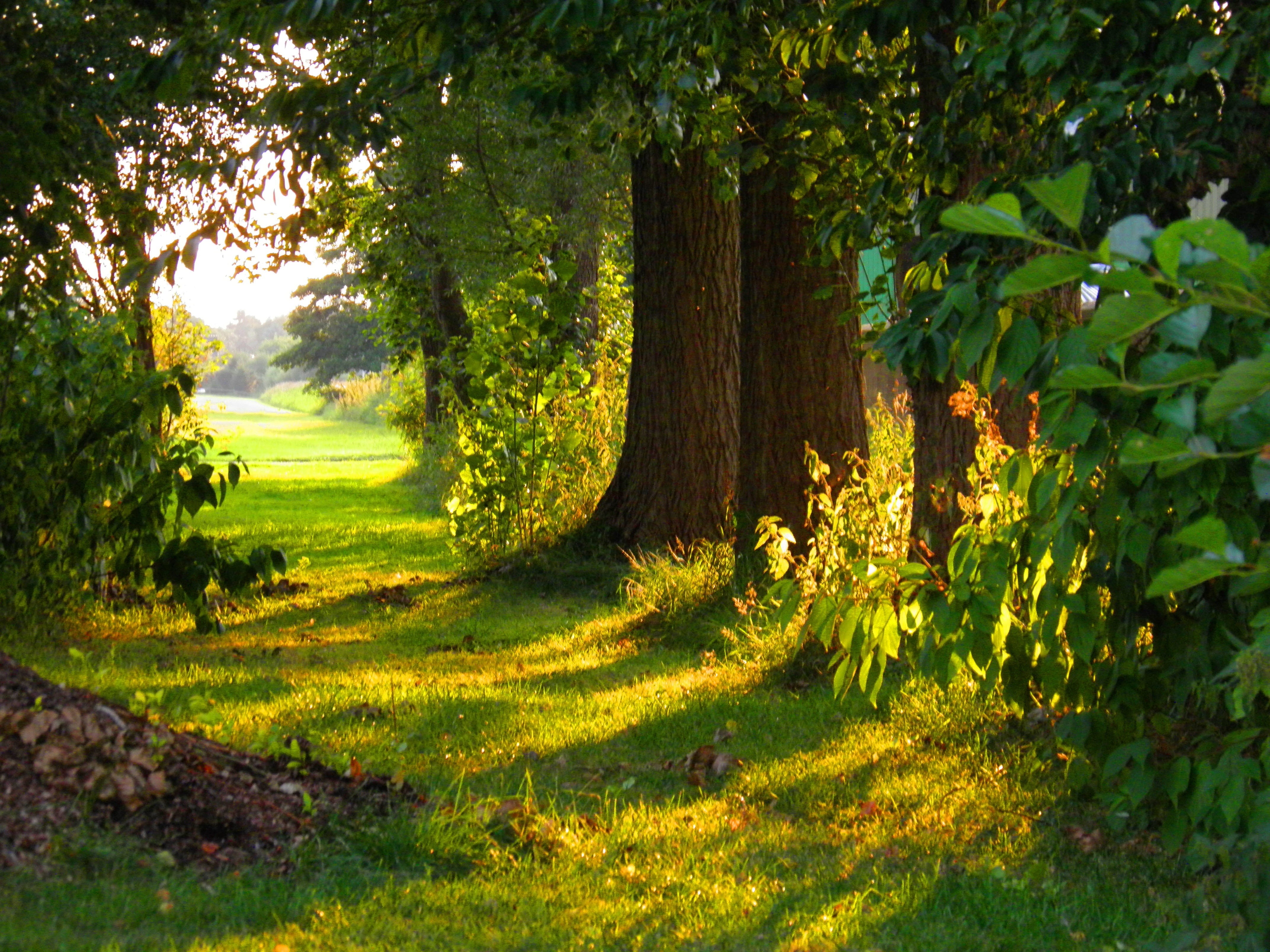 pathway, beauty In Nature, day, trunk, Landscape, non-Urban Scene, Tree, grove, season, sunlight, trees, outdoors, leaf, plant, footpath, Mood, land, rural Scene, HD Wallpaper