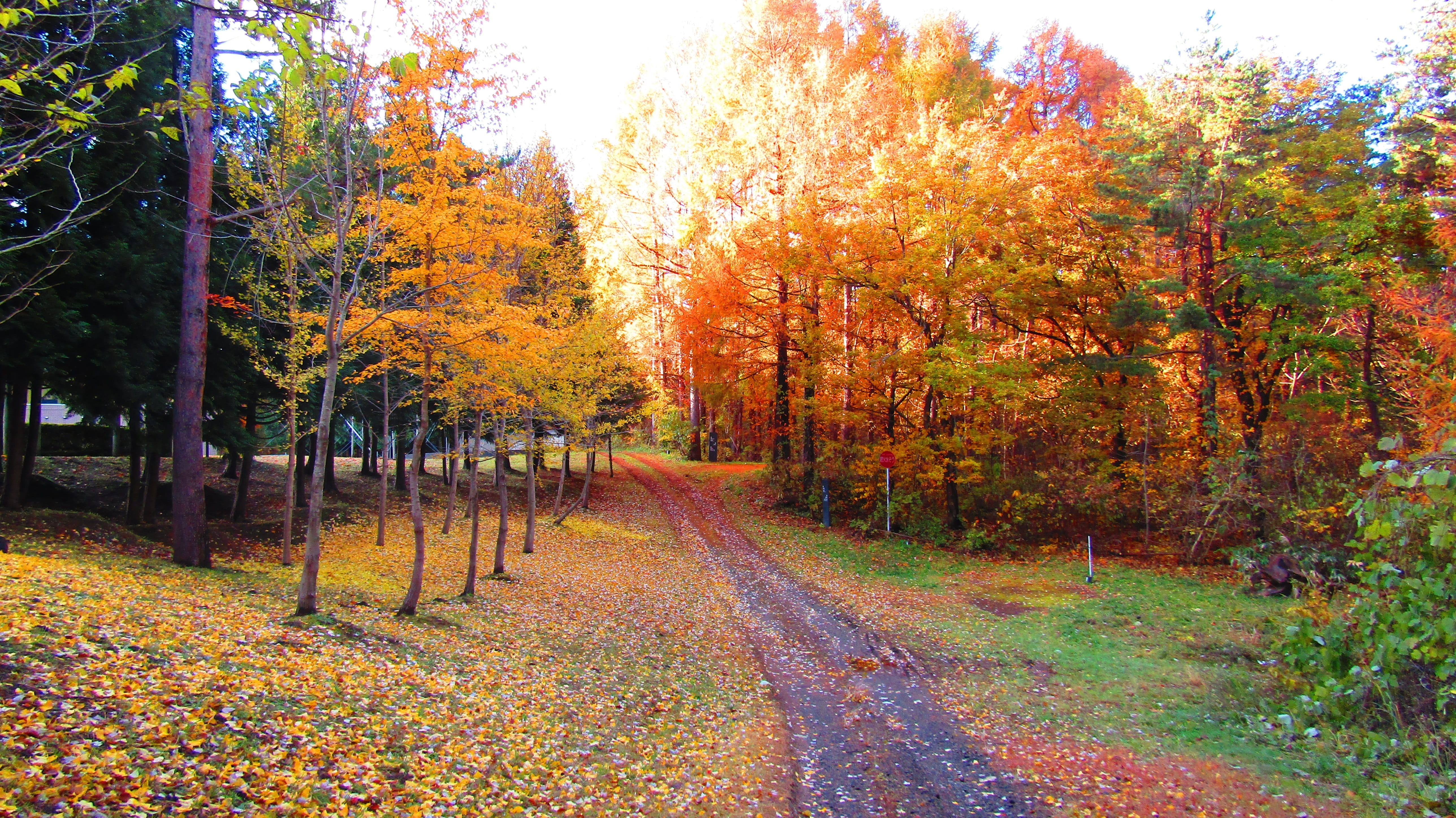 multi Colored, wood, gold Colored, footpath, fall, no people, park - Man Made Space, change, mountain, tranquil scene, leaf, yellow, vibrant Color, natural, HD Wallpaper