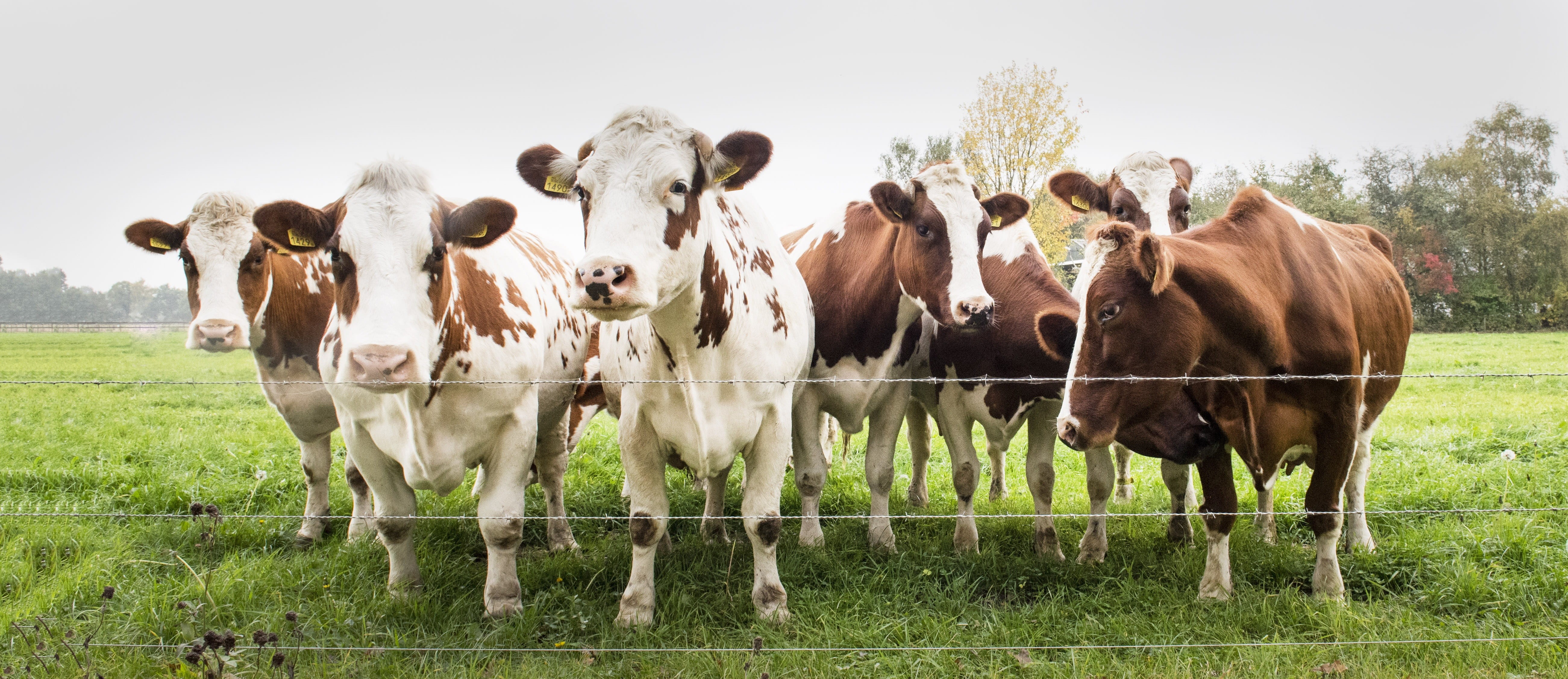 white, field, ranch, boundary, brown, 5K, meadow, cows, group of animals, plant, livestock, cattles, herd, farm, pets, rural, nature, domestic animals, HD Wallpaper