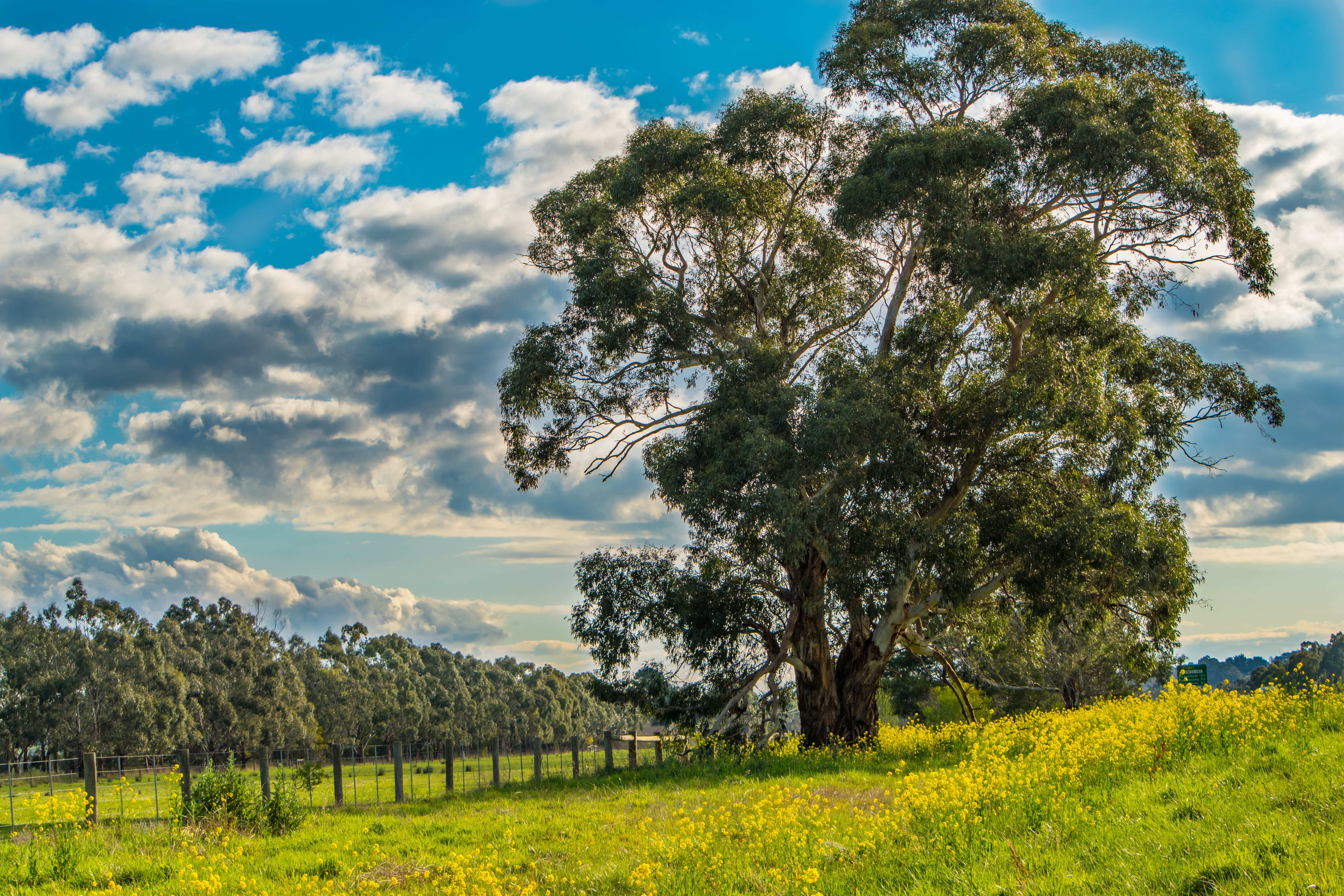Nature, 5K, summer, blue, rural Scene, Australia, Trees, green, field, meadow, Golden  green, sky, grass, outdoor, Sky  blue, beside, landscape, scenics, HD Wallpaper