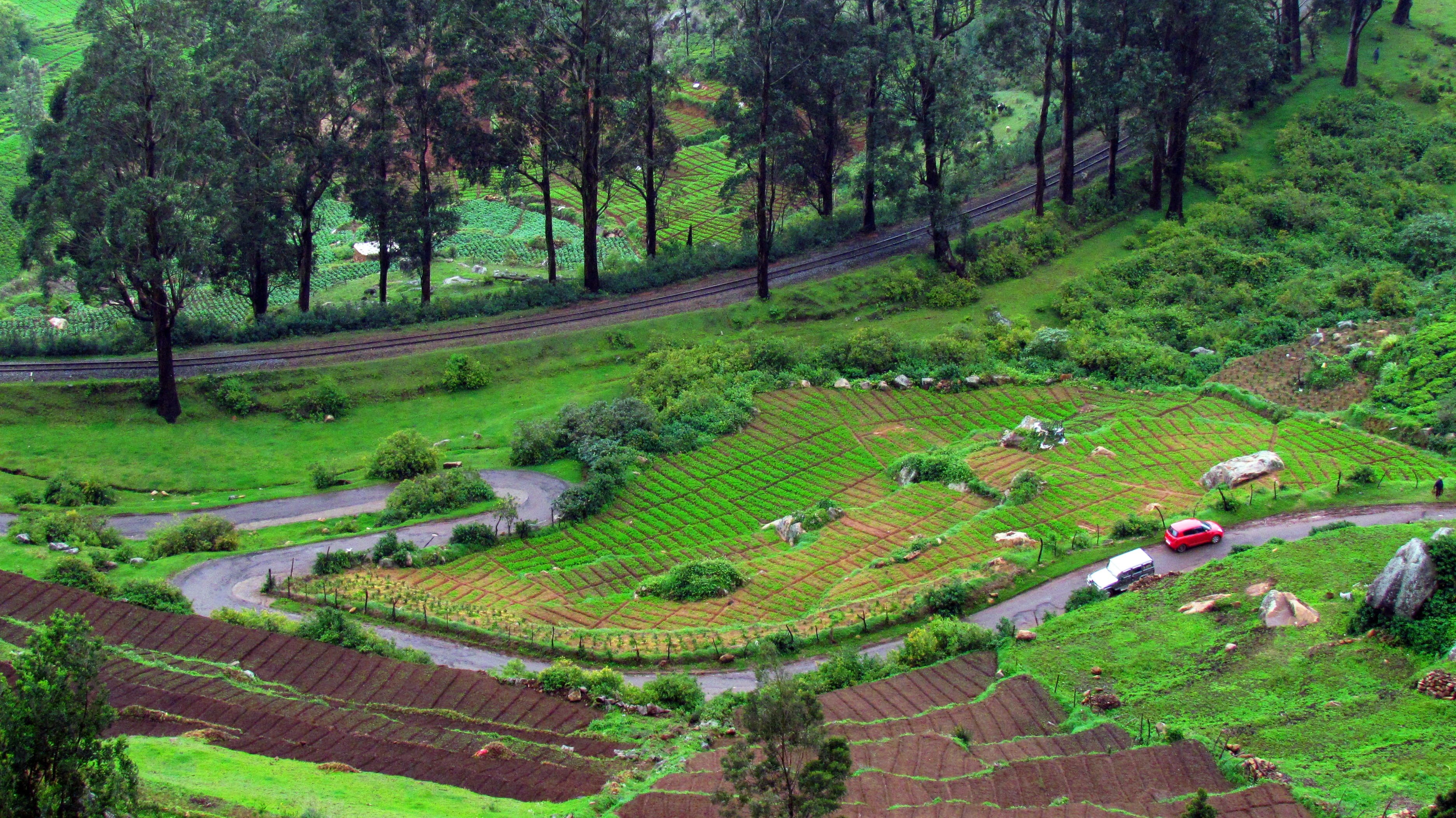 growth, green, environment, forest, tree, Ooty, farm, Green, kerala, Railway, land, Nature, rural scene, trees, landscape, beauty in nature, near, field, HD Wallpaper