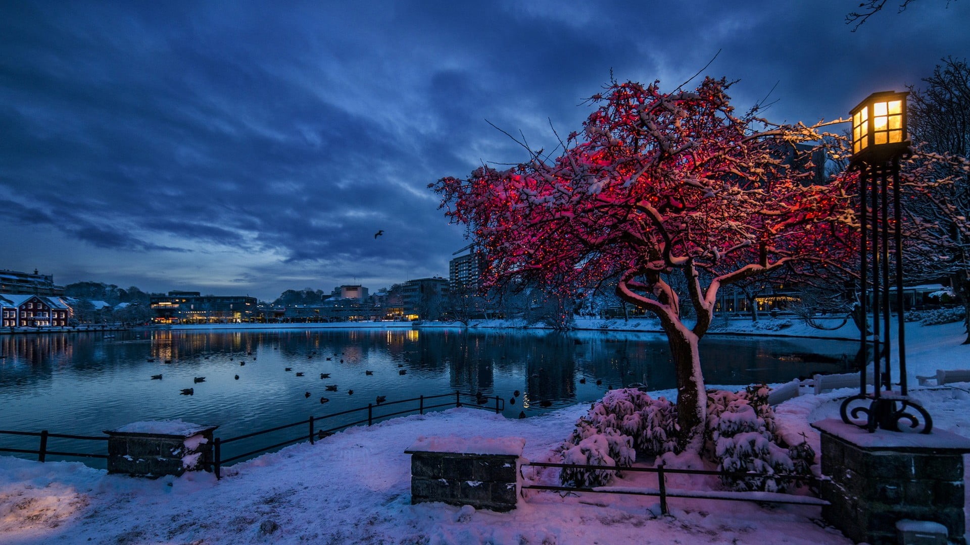 leaf, cold, branch, birds, plant, no people, outdoors, architecture, evening, water, calm waters, lamp, 1080P, clouds, calm, lake, lights, building, tranquility, HD Wallpaper