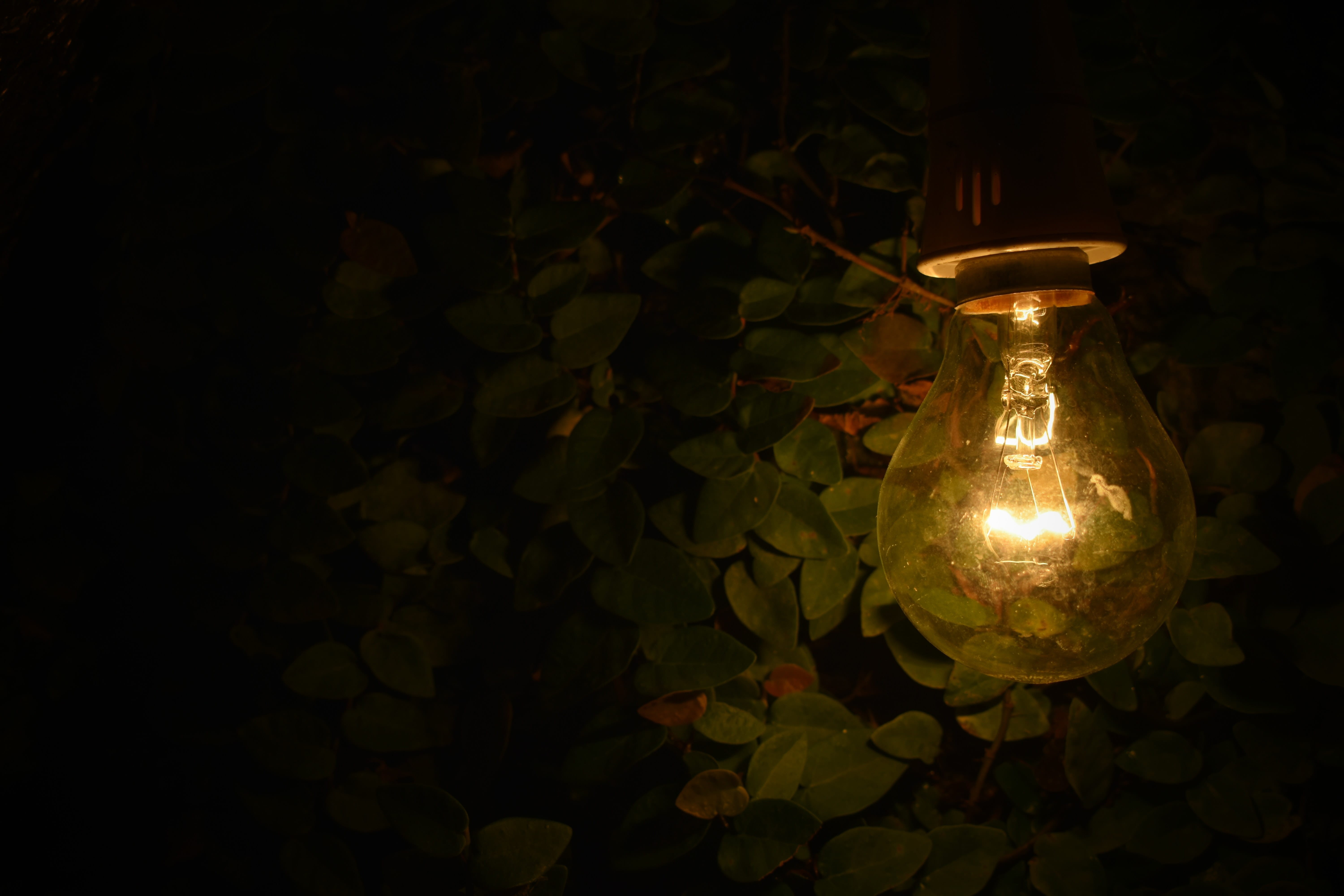 focus, street, power supply, electric light, turned, bulb, light bulb, color, lamp, illuminated, plant part, green, plant, leaf, near, plants, single object, HD Wallpaper