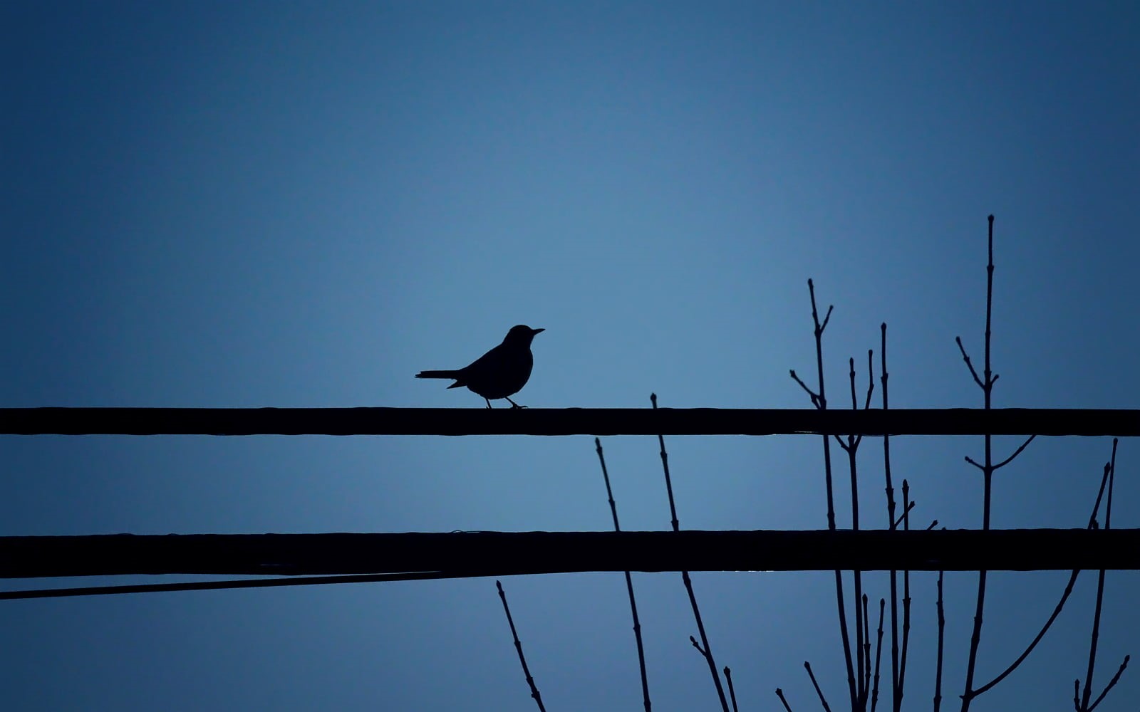 Moment, Branch, 700d, Composition, Town, Black, Simplicity, Dusk, Night, Minimalist, nature, Minimal, Flora, Sky  Cable, View, Canada, wildlife, Landscape, HD Wallpaper