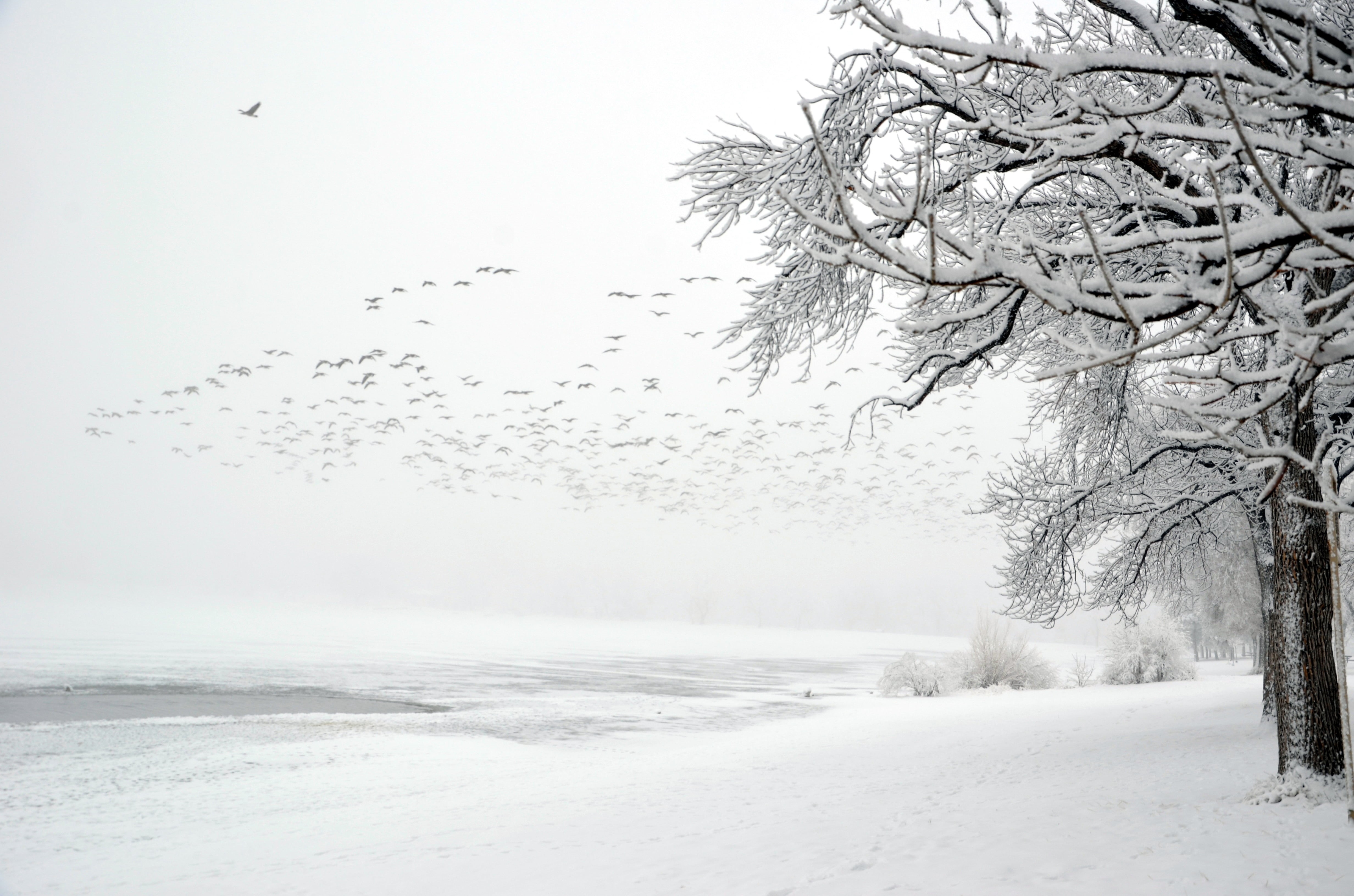 weather, white, outdoors, forest, scenics, birds, ice, land, landscape, amerika, covered, frost, winter, bunch, tree, america, season, 4K, nature, frozen, HD Wallpaper
