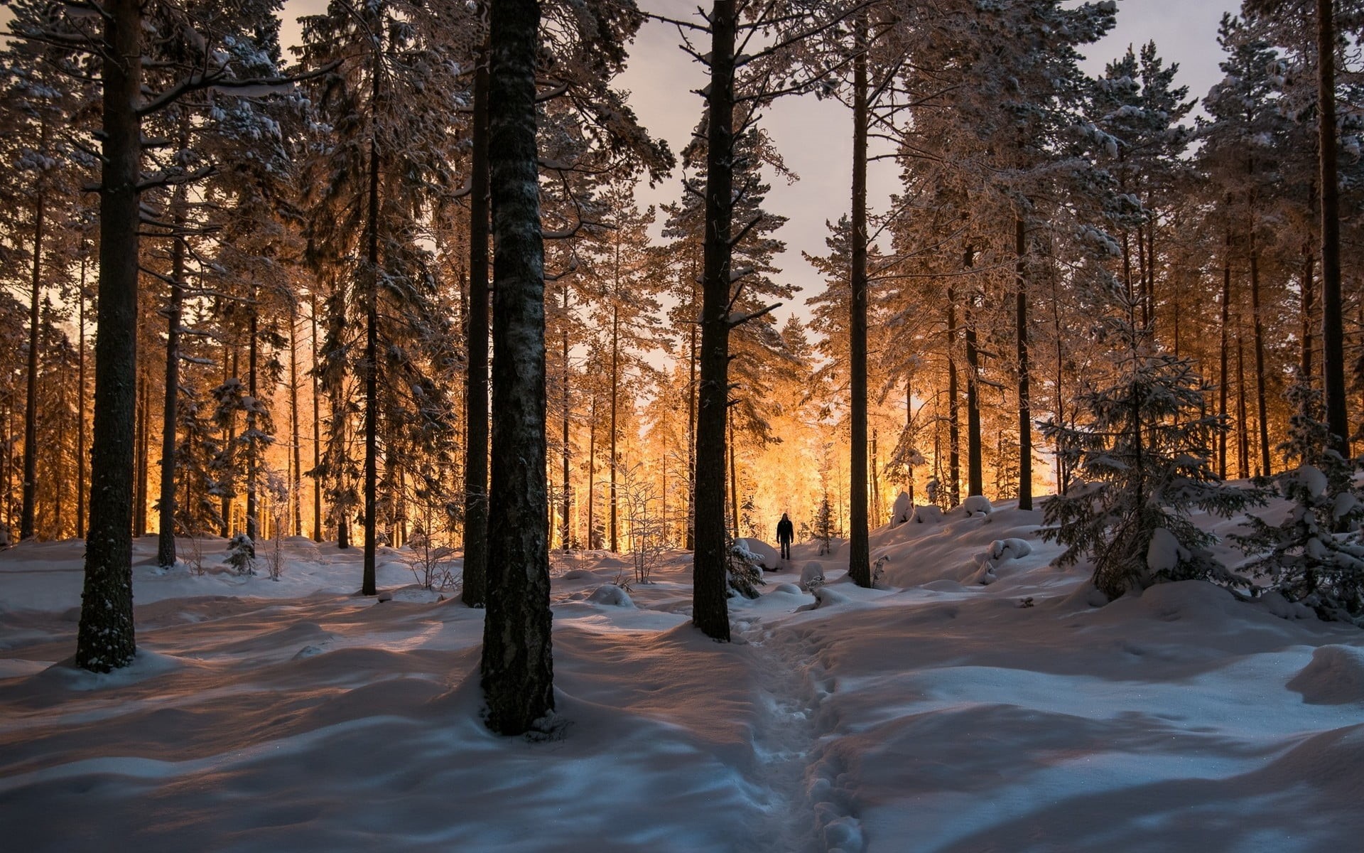 landscape, non-urban scene, pine, tree trunk, sunset, green, forest, 1080P, winter, growth, beauty in nature, nature, no people, trunk, snow, icicle, tree, HD Wallpaper