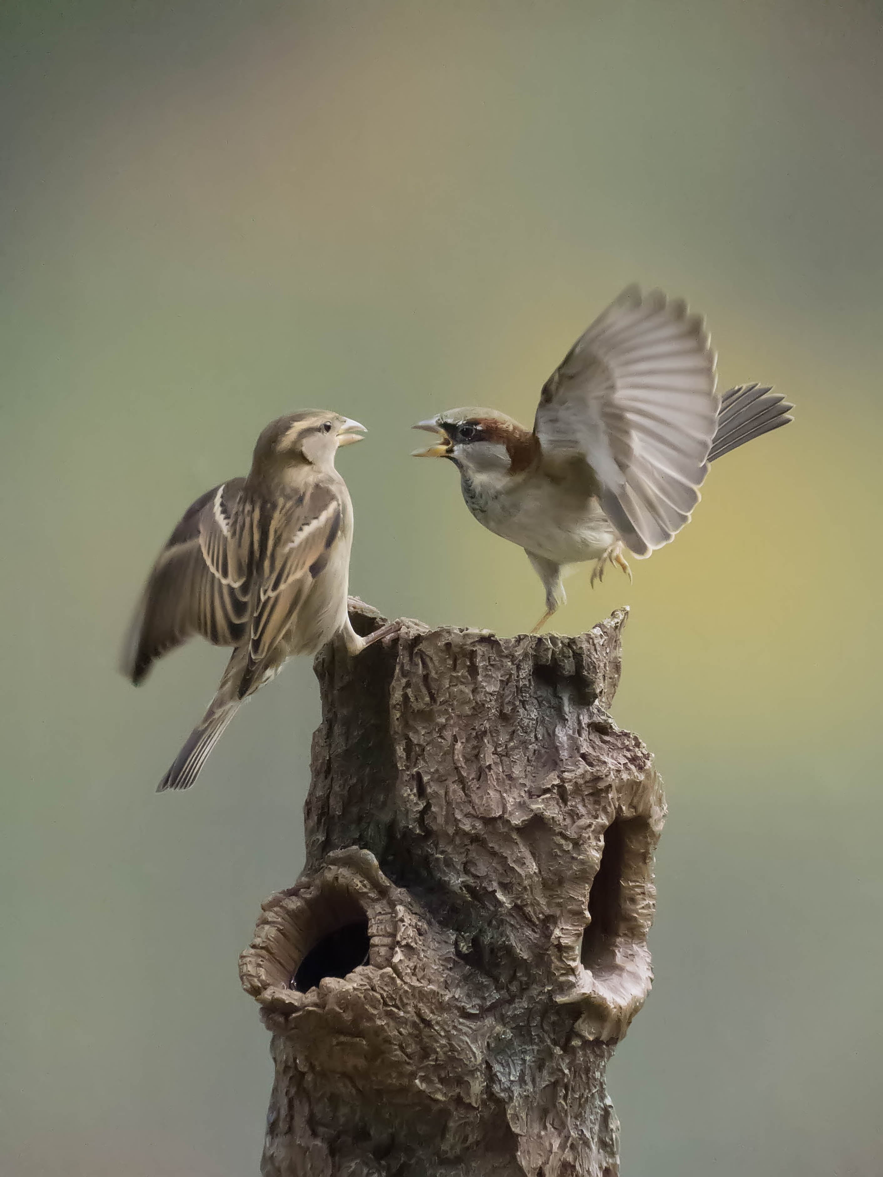 feather, tree, tree branch, two, birds, 2K, grey, sparrows, beak, wildlife, nature, animal Wing, animal, branch, bird, action, Phone HD Wallpaper