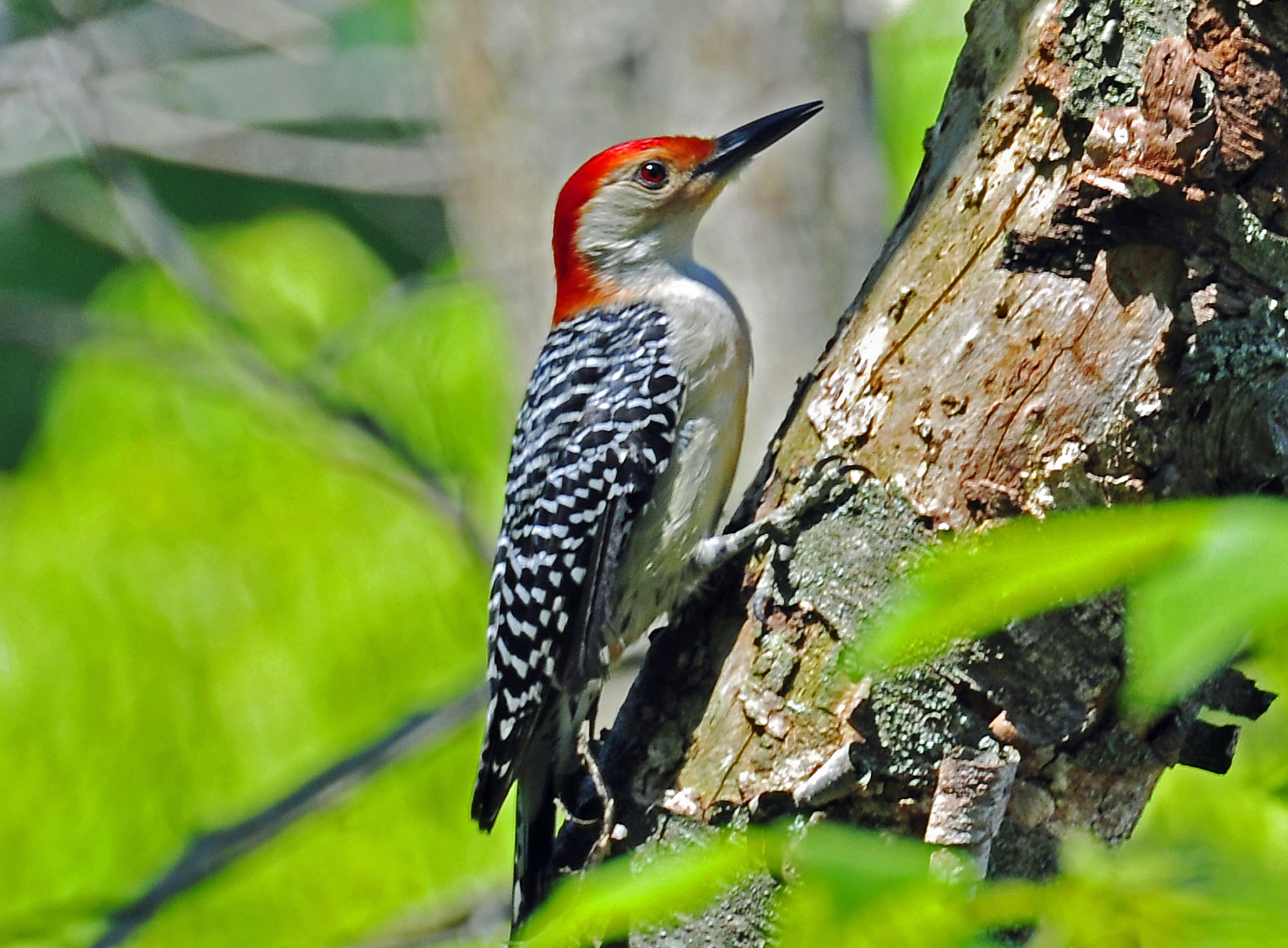 belled, Red-bellied Woodpecker, tree, bird, 2K, woodpecker, animals In The Wild, bellied, daytime, beak, trunk, nature, animal, Michigan, red, feathers, HD Wallpaper