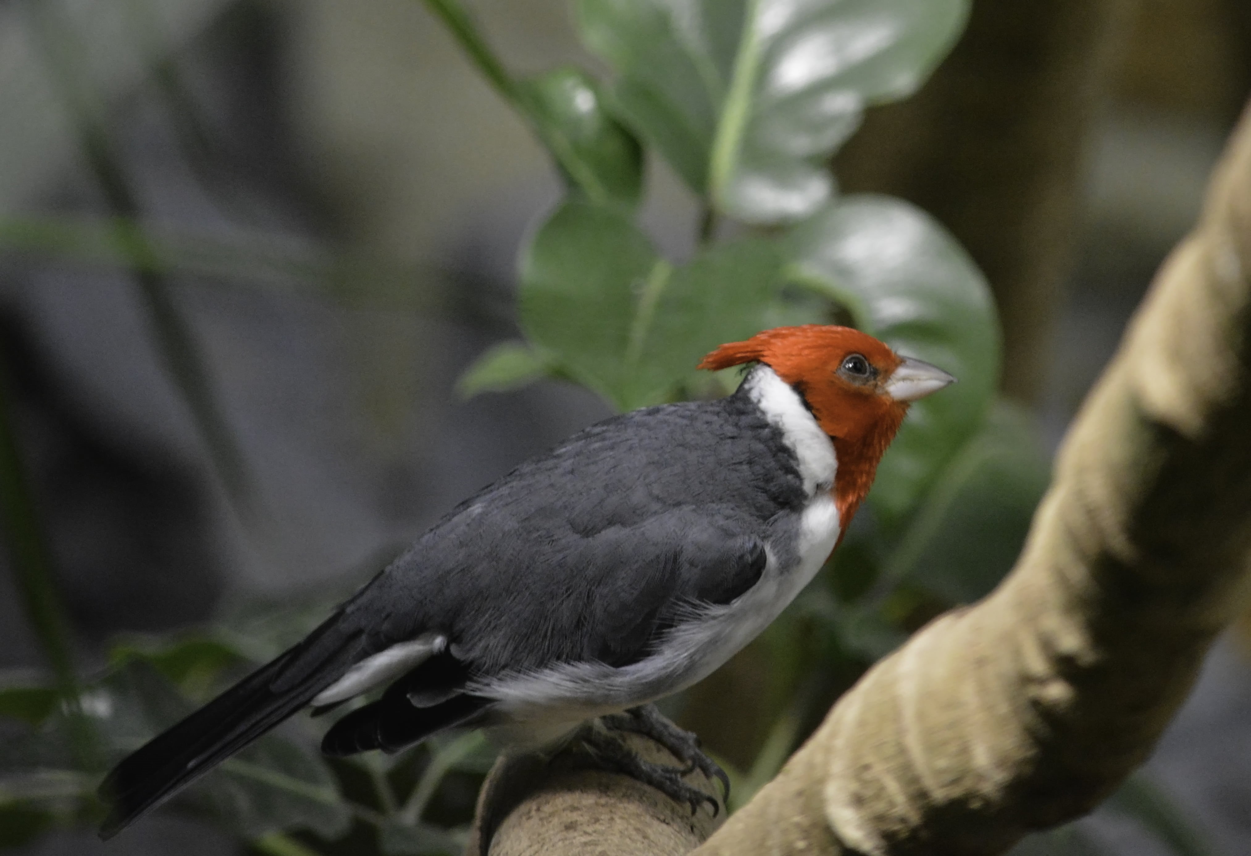 trunk, tree trunk, black and white, black, 4K, bird, animal, white, wildlife, Red Crested Cardinal, feather, nature, tree, beak, photo, NGC, brown, white, HD Wallpaper