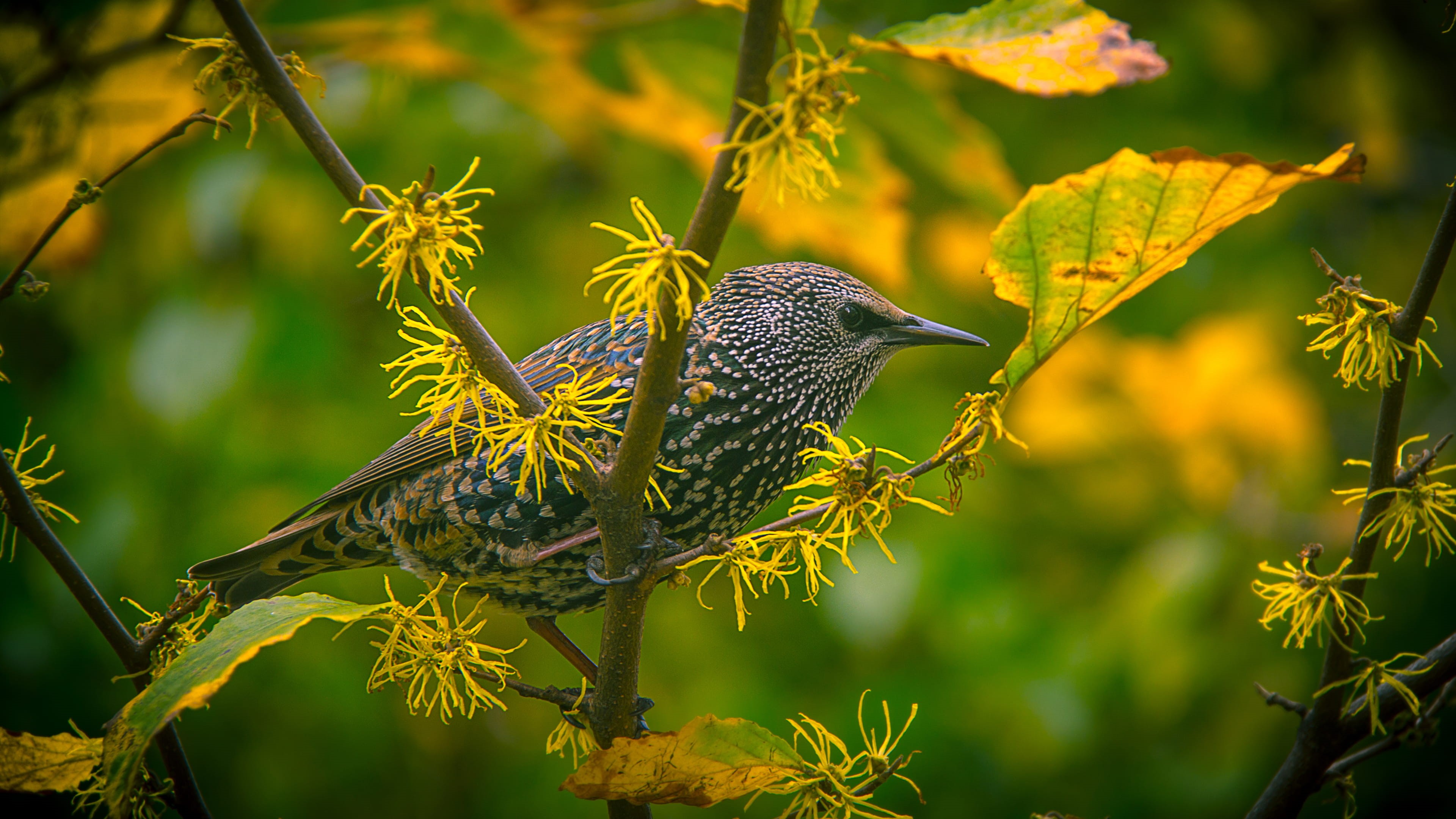 plant part, trunk, day, animal themes, one animal, no people, beauty in nature, vertebrate, animal wildlife, leaf, green branch, gray, 4K, outdoors, perching, HD Wallpaper