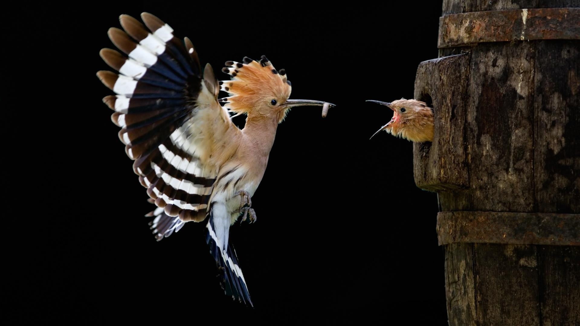 two animals, vertebrate, hummingbirds, baby animals, nature, nests, animal, outdoors, wings, 1080P, worm, hoopoes, wood, close-up, animal wildlife, focus on foreground, HD Wallpaper